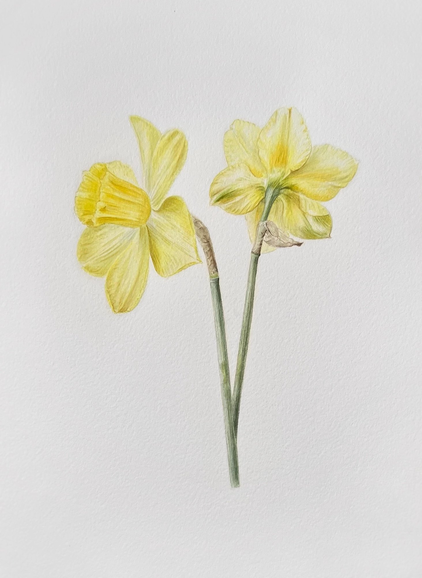 Daffodils, 7"x9" (SOLD)