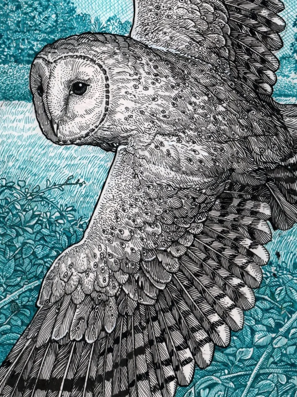 Barn Owl