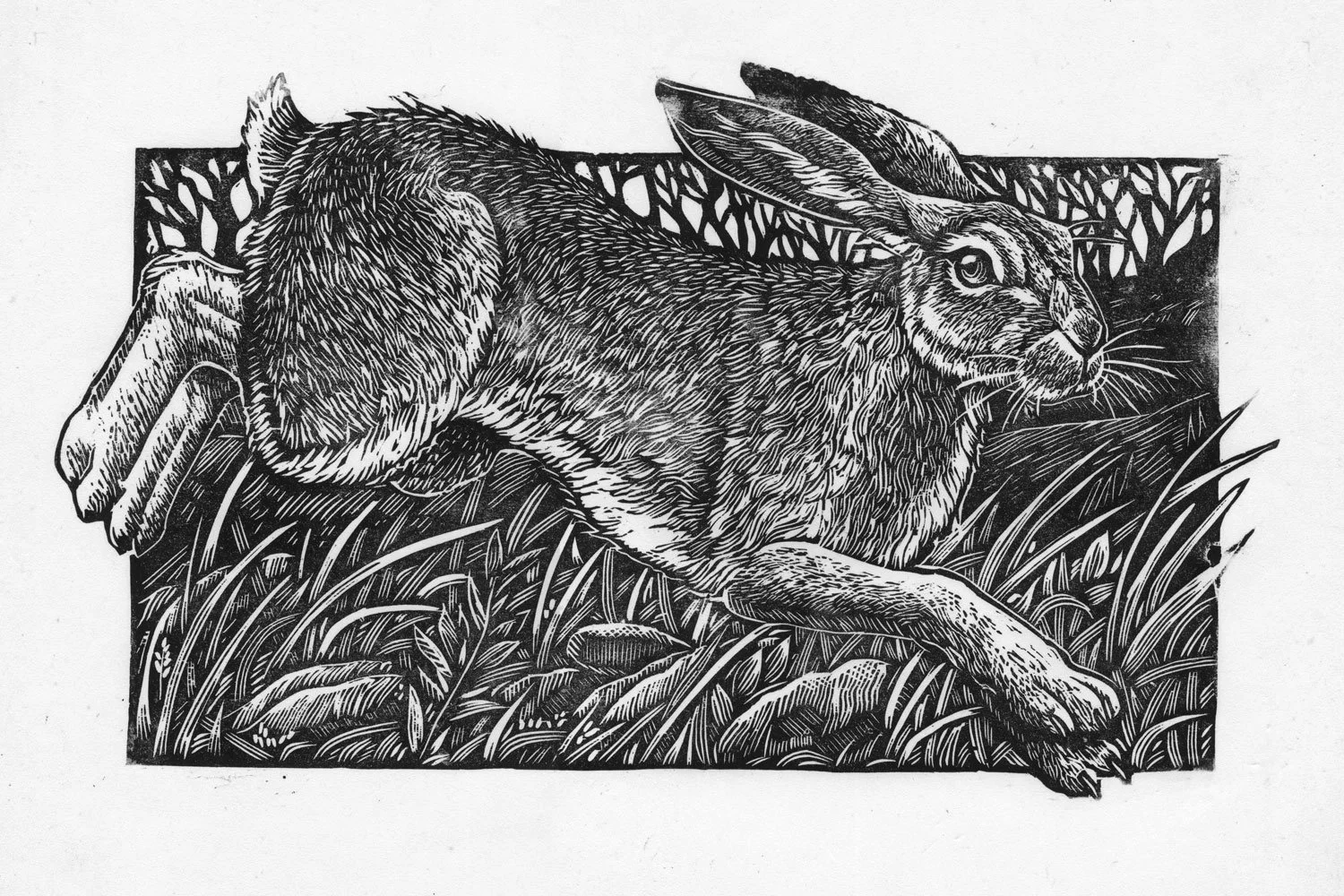WildHare-Scan.jpg