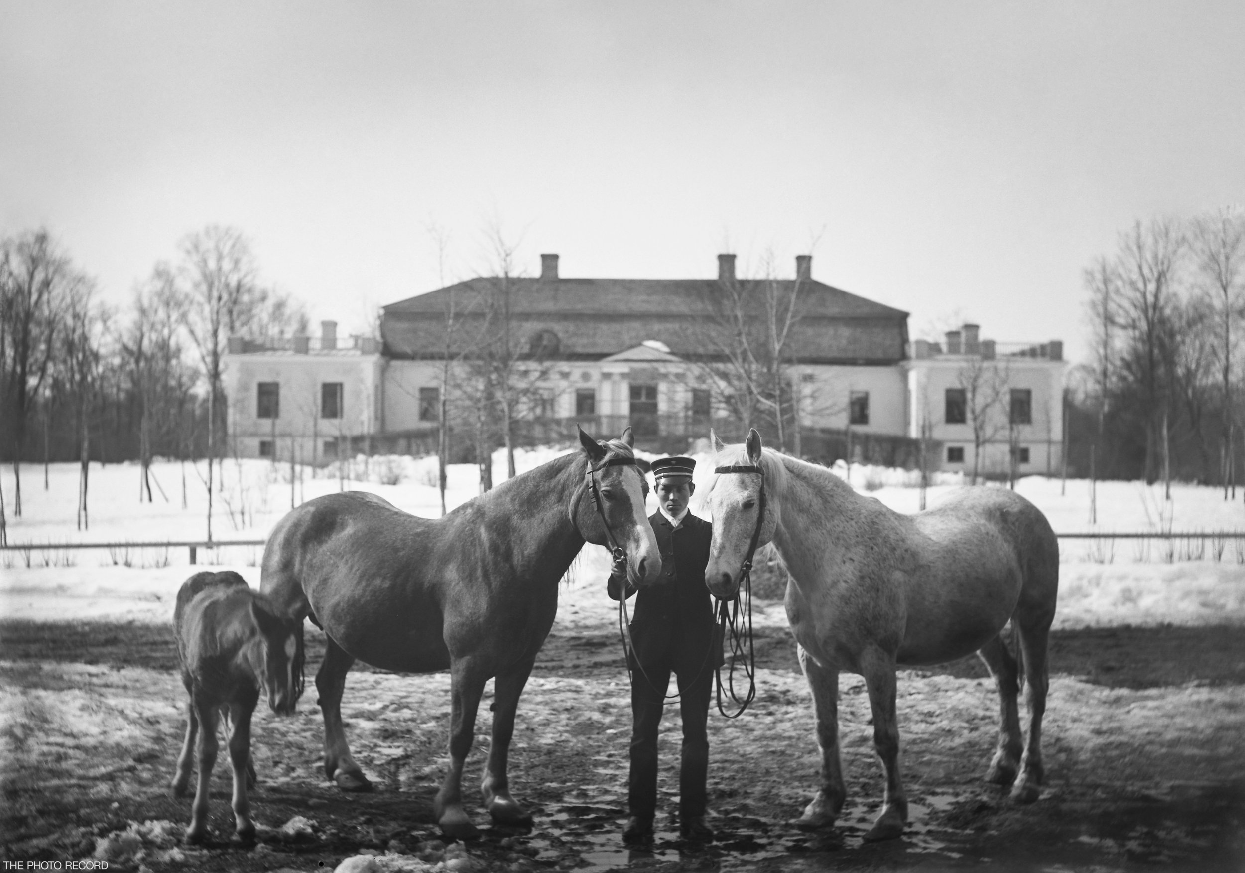 The Horses of Åminne Manor