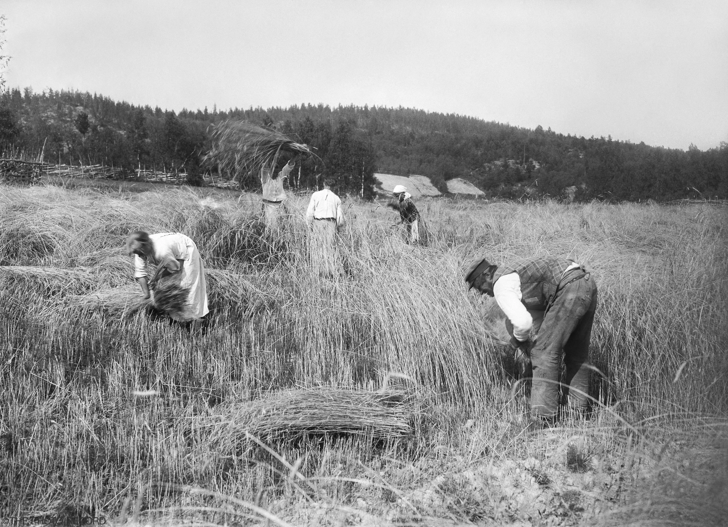 Rye Harvesting in Karjala