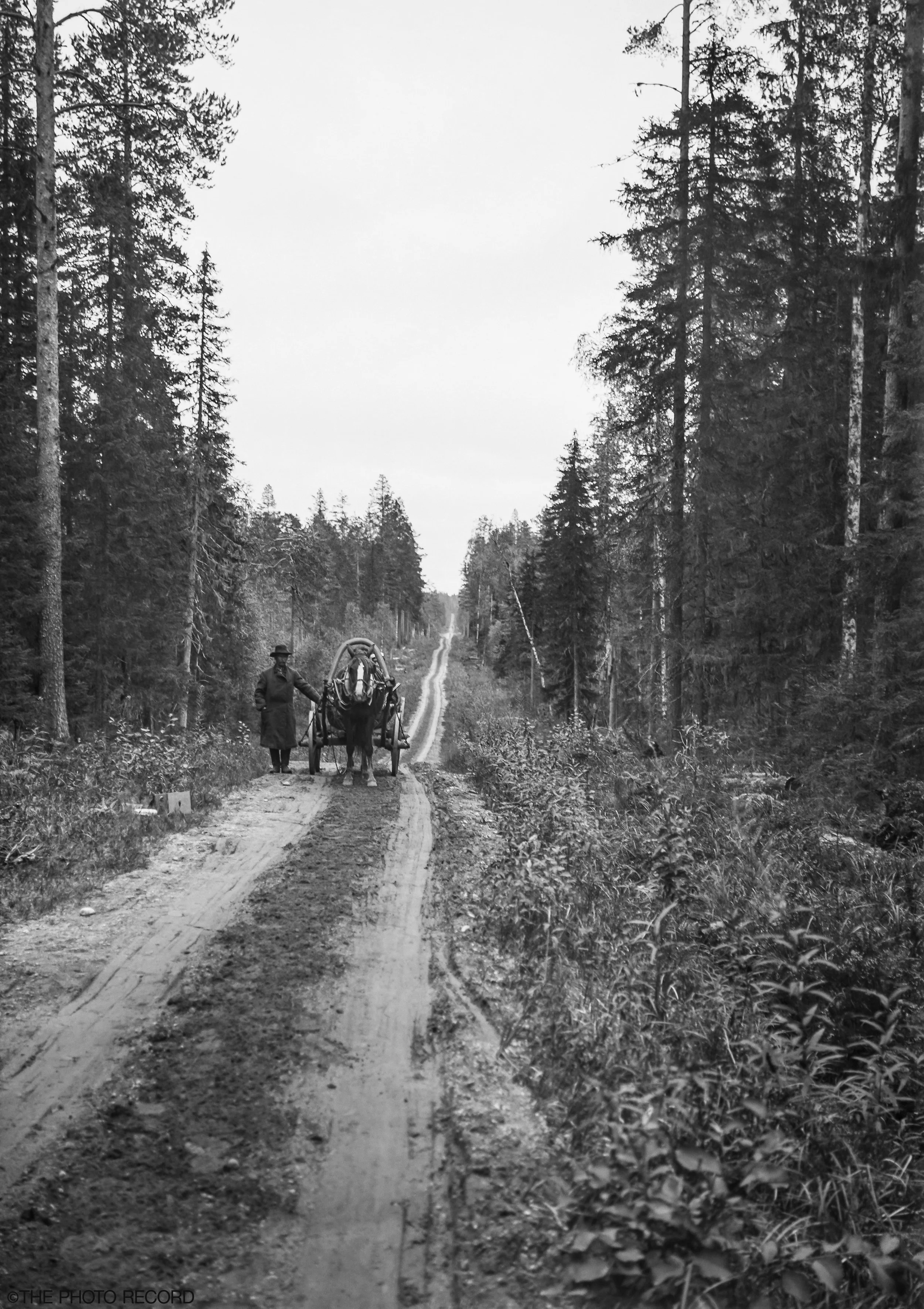 Forest Road in Karjala