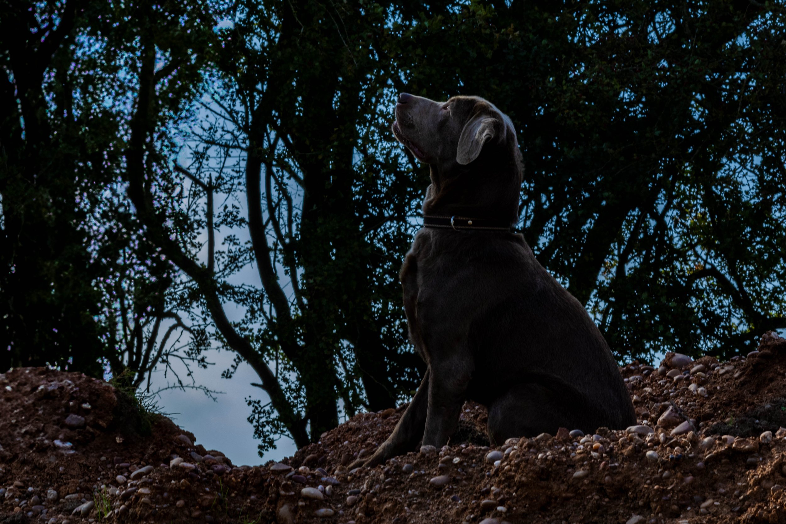 21 Sep 2024 - Dog Portraits SILVER-79.jpg