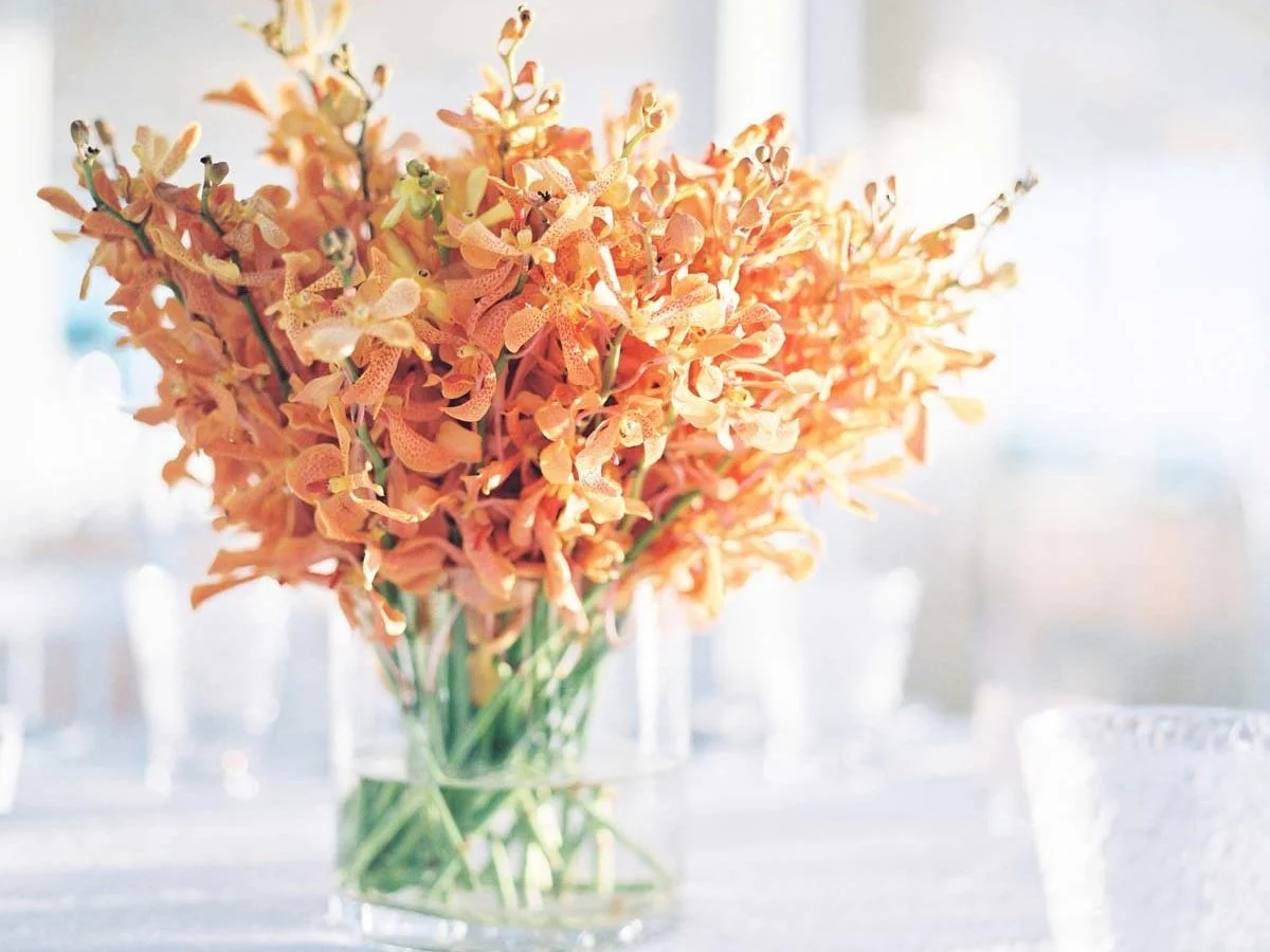 Corporate + Social - JUMBY BAY, ANTIGUA   REHEARSAL DINNER