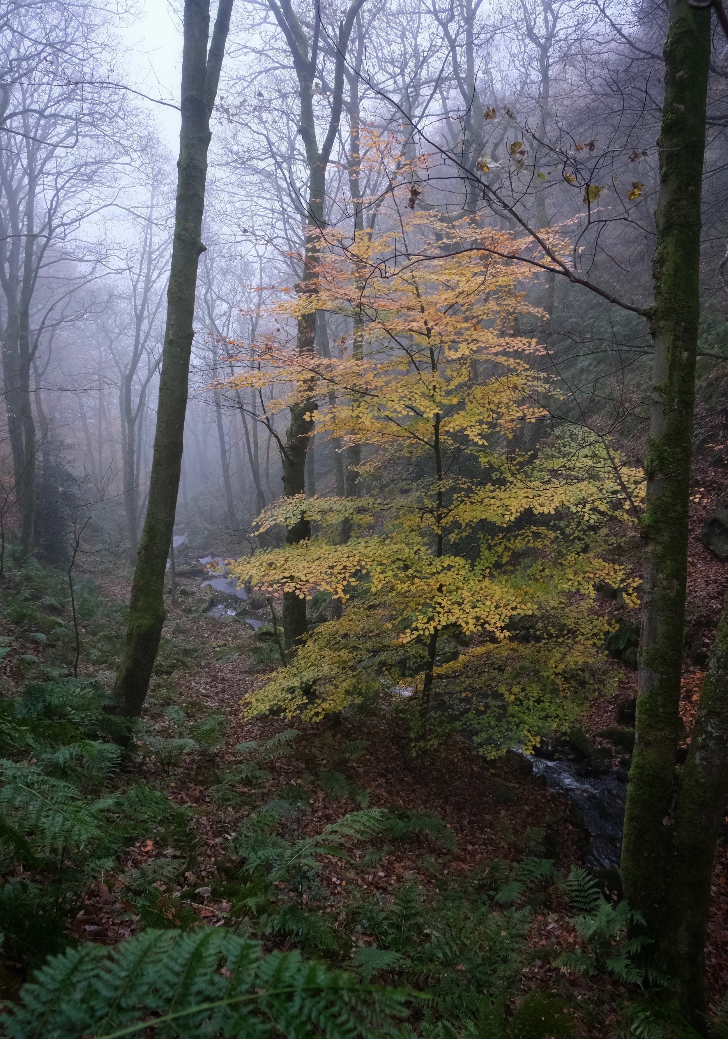 Hardcastle_Crags_Print_Hebden_Bridge_Will_Lake.jpeg