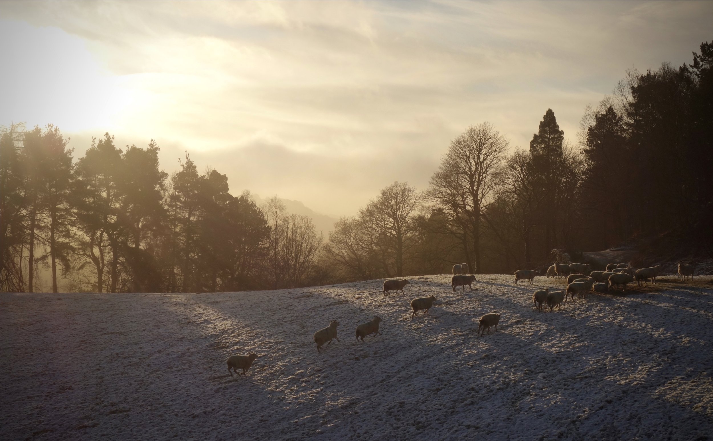 Sheep_at_Sunrise_Hardcastle_Crags_Print_Hebden_Bridge_Will_Lake.jpeg