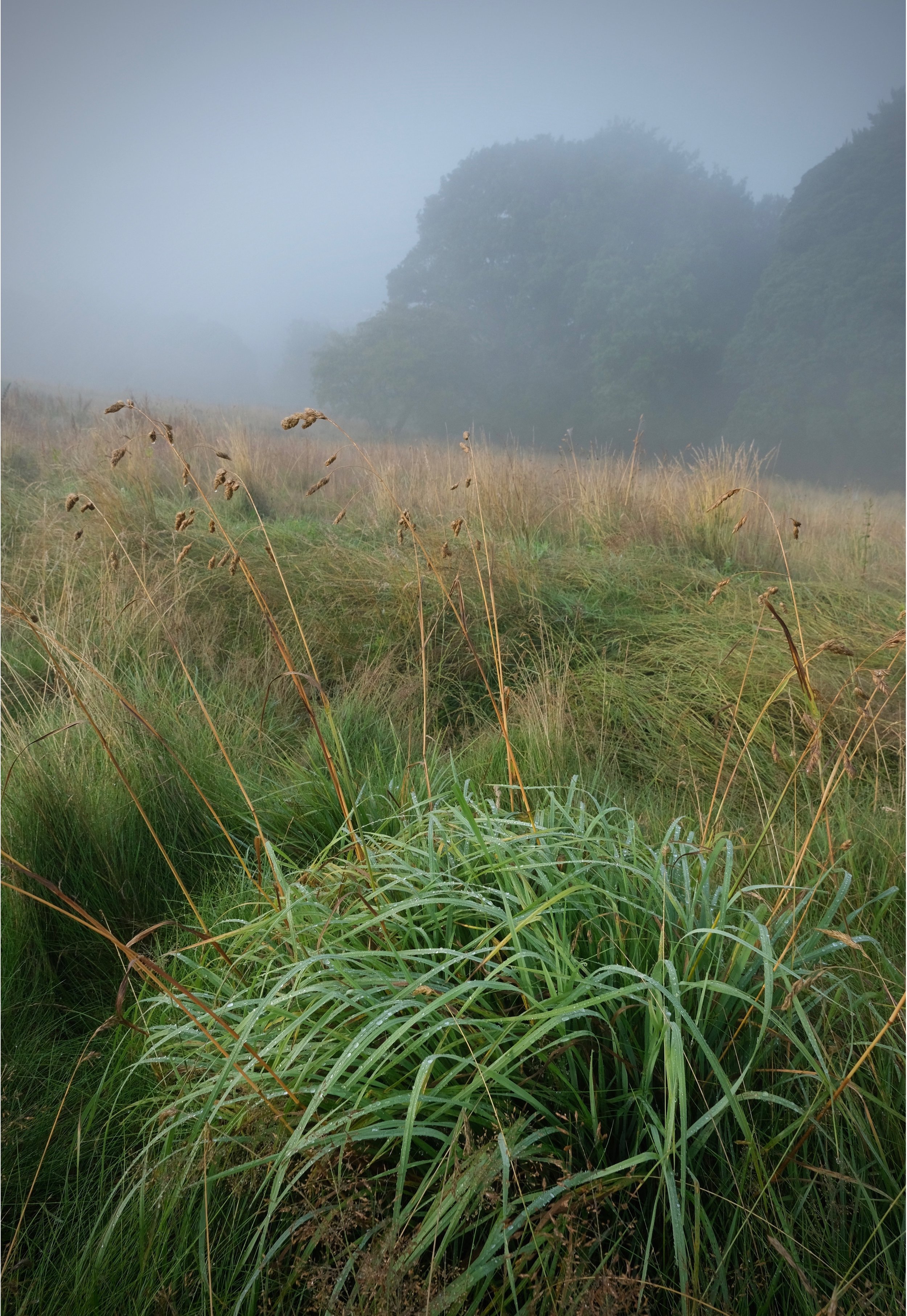 Misty_Grasses_Hebden_Bridge_Print_Will_Lake.jpeg