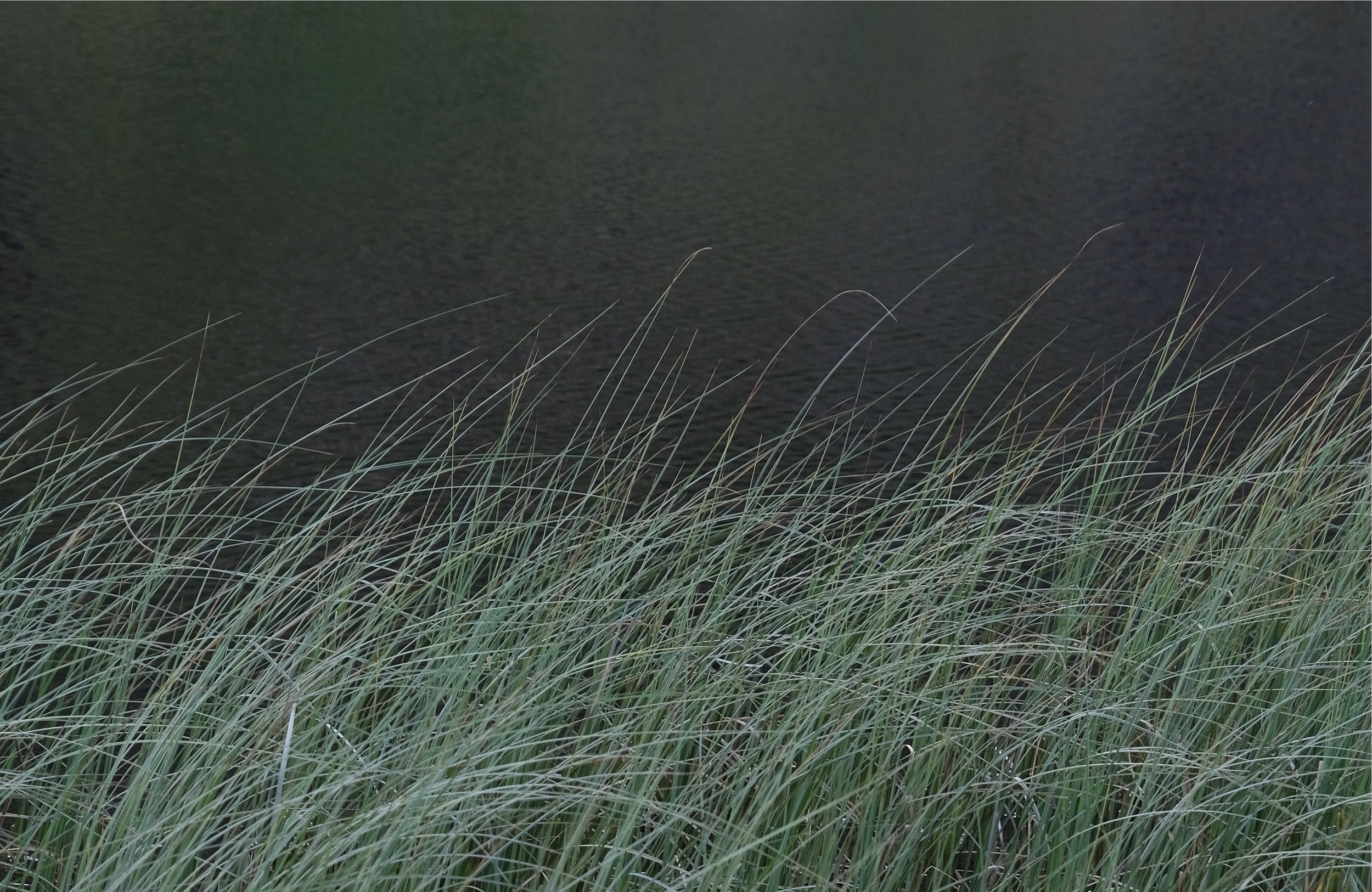Grasses_Codale_Lake_District_Print_Will_Lake.jpeg