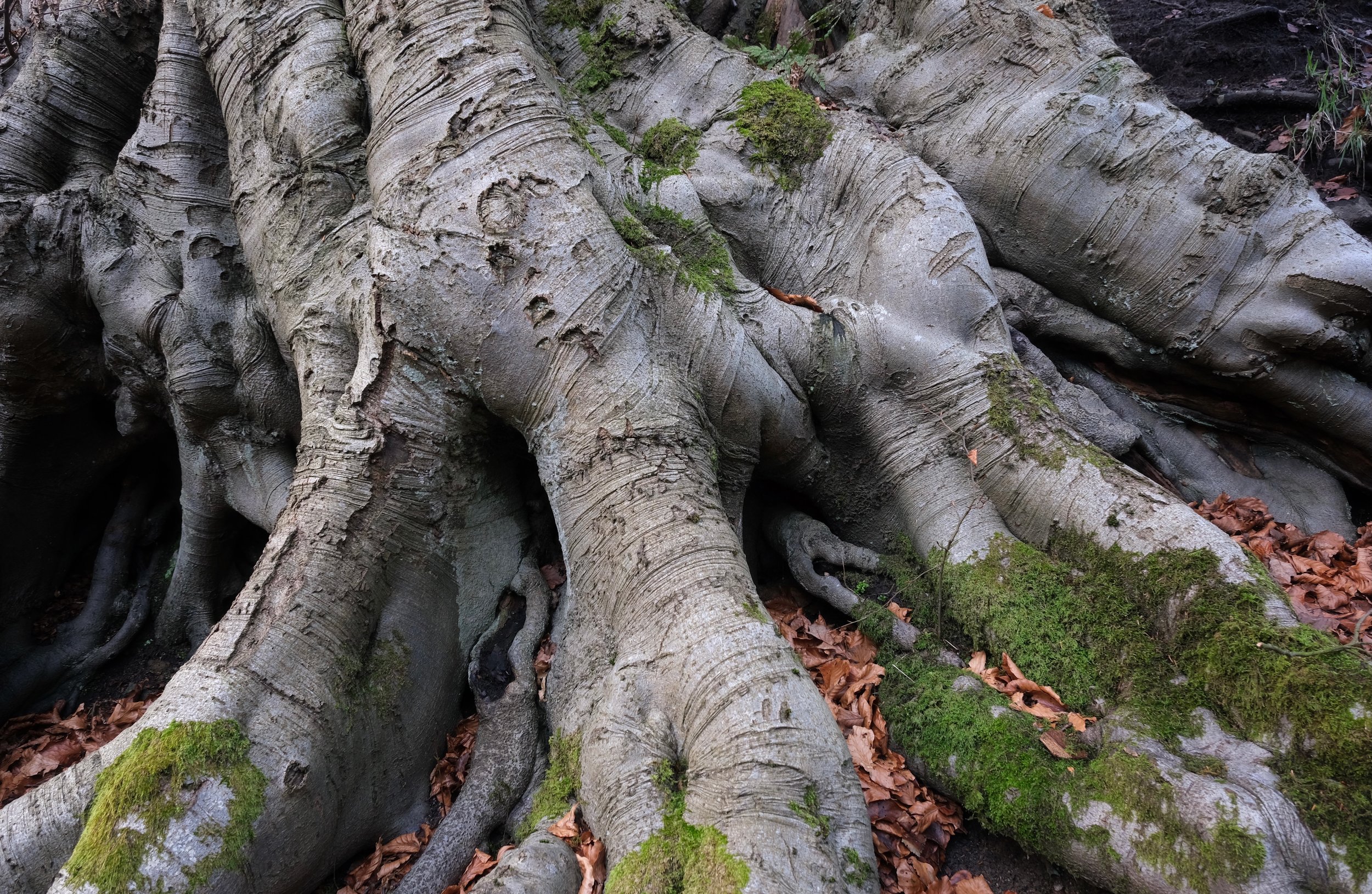 Roots_Nutclough Woods_Print_Hebden_Bridge_Yorkshire_Will_Lake.jpeg