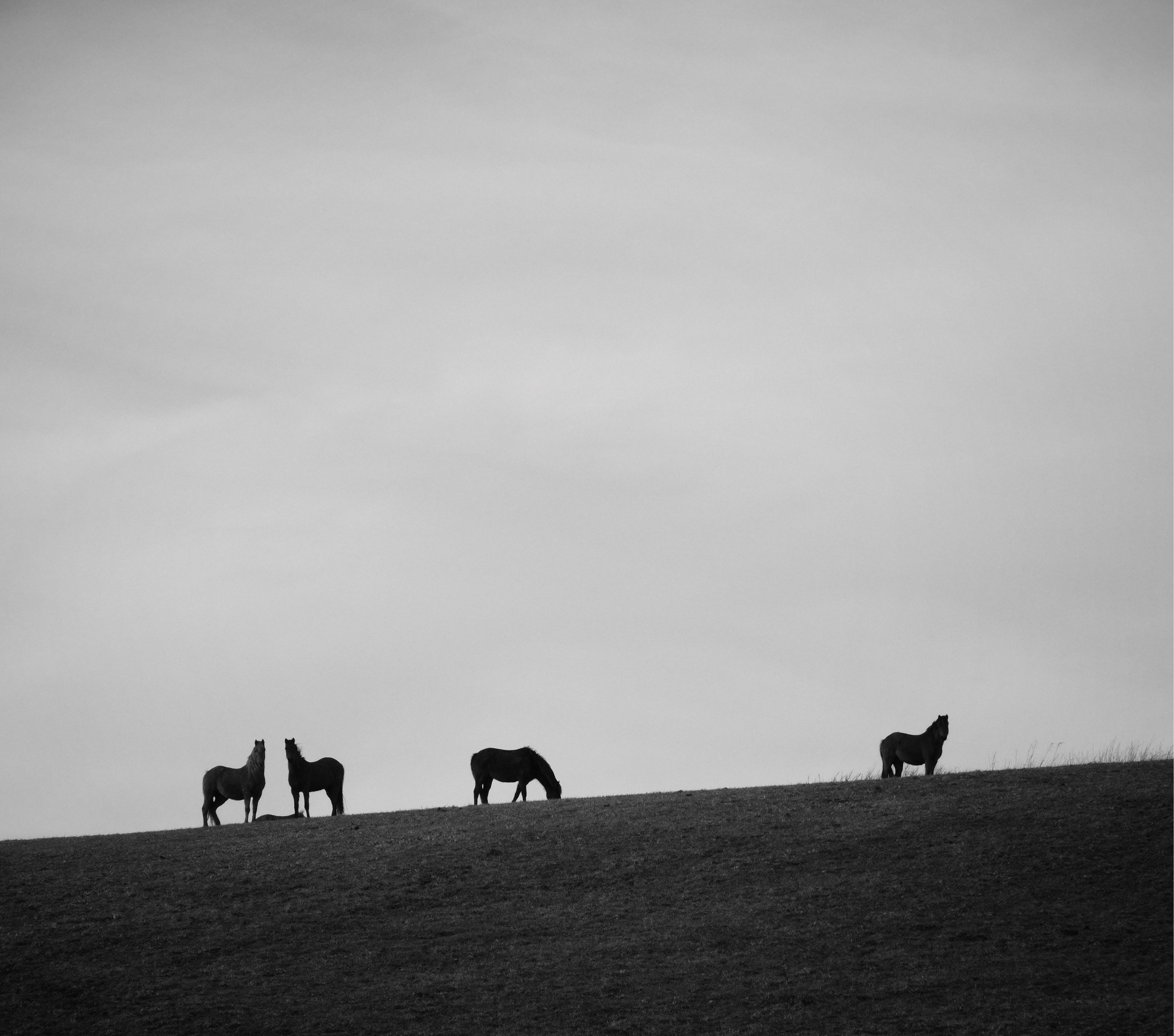 OldTownHorses.jpeg