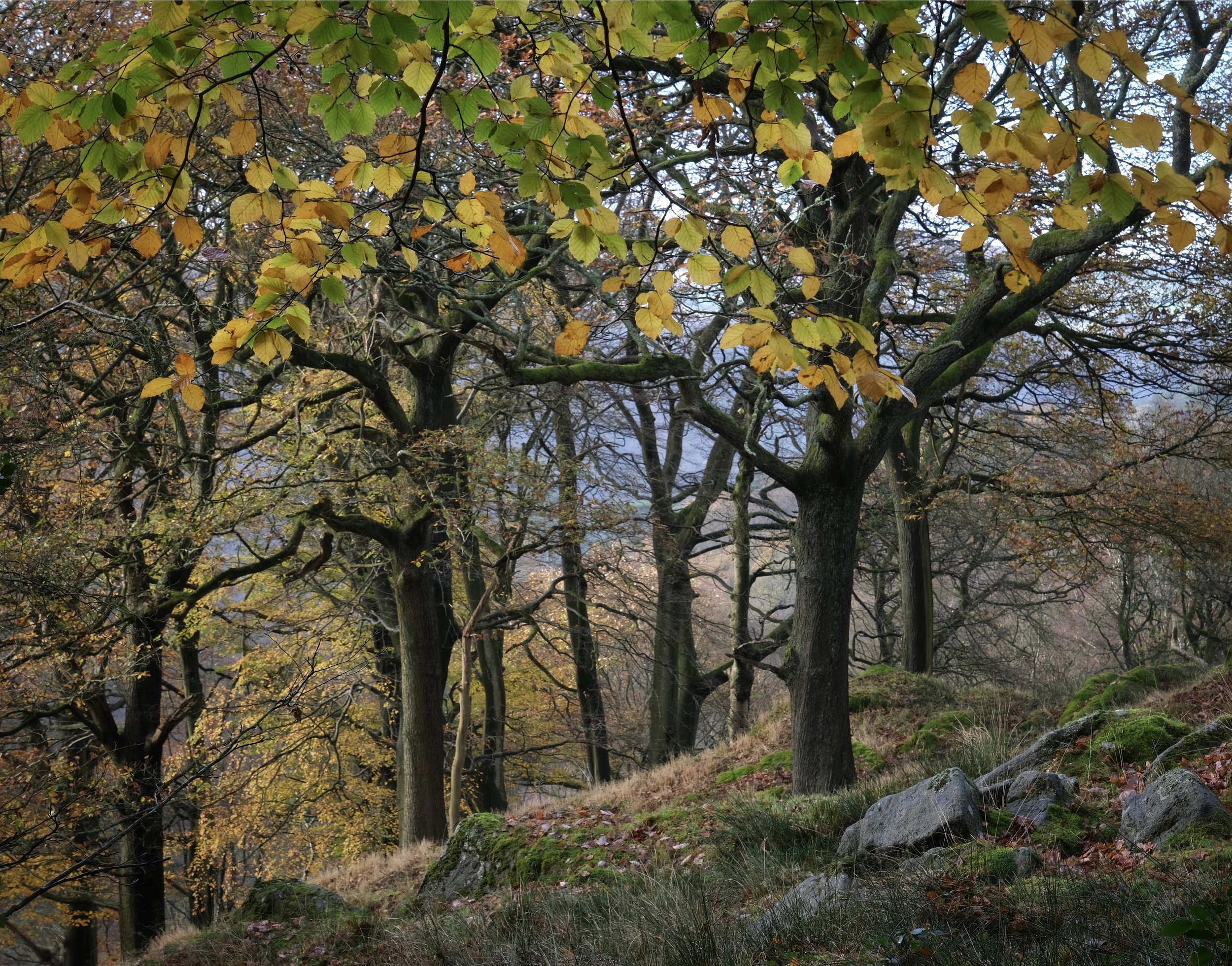 Autumn_Landscape_Hardcastle_Crags_Yorkshire_Will_Lake.jpeg