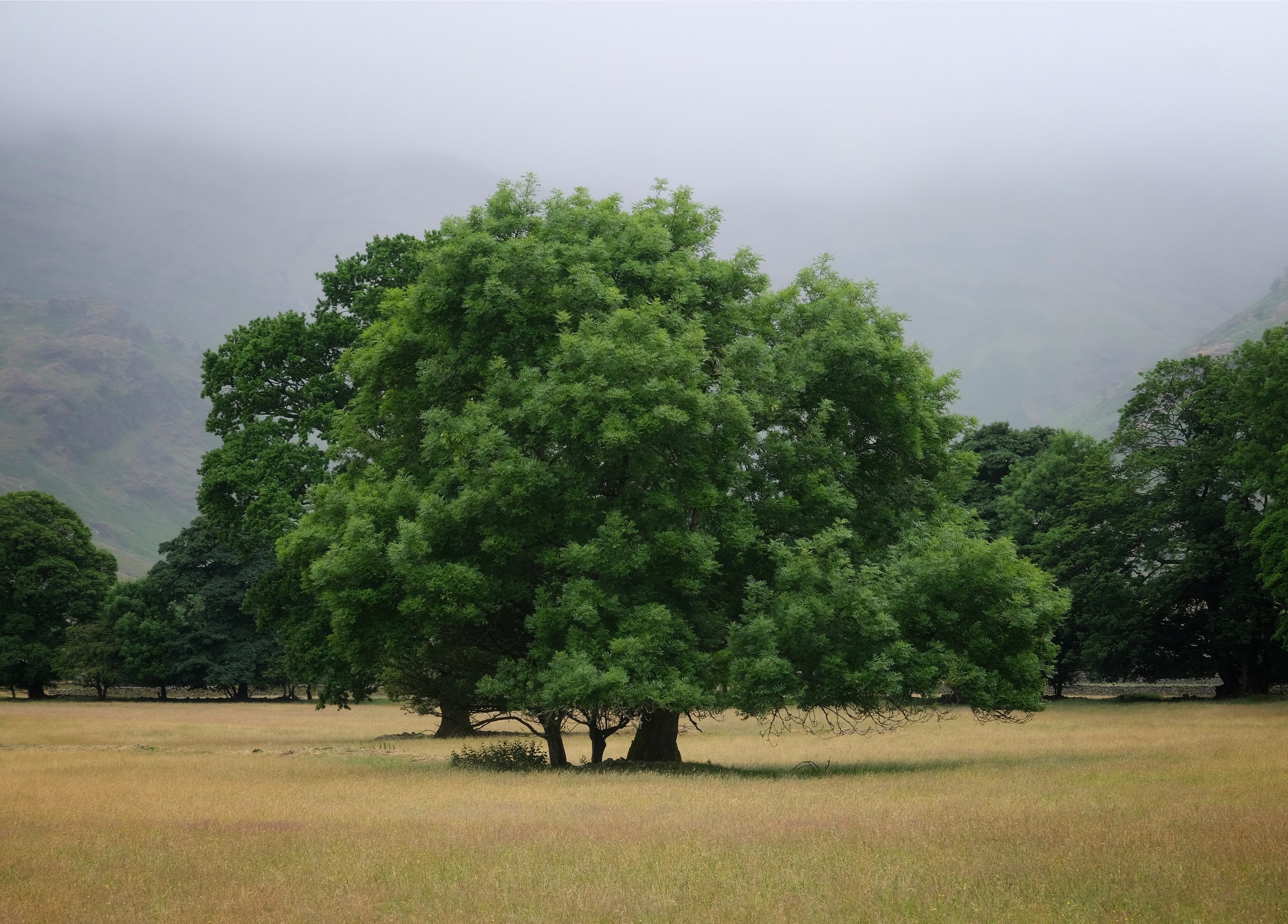 Langdale_Tree_Lake_District_Landscape_Will_Lake.jpeg