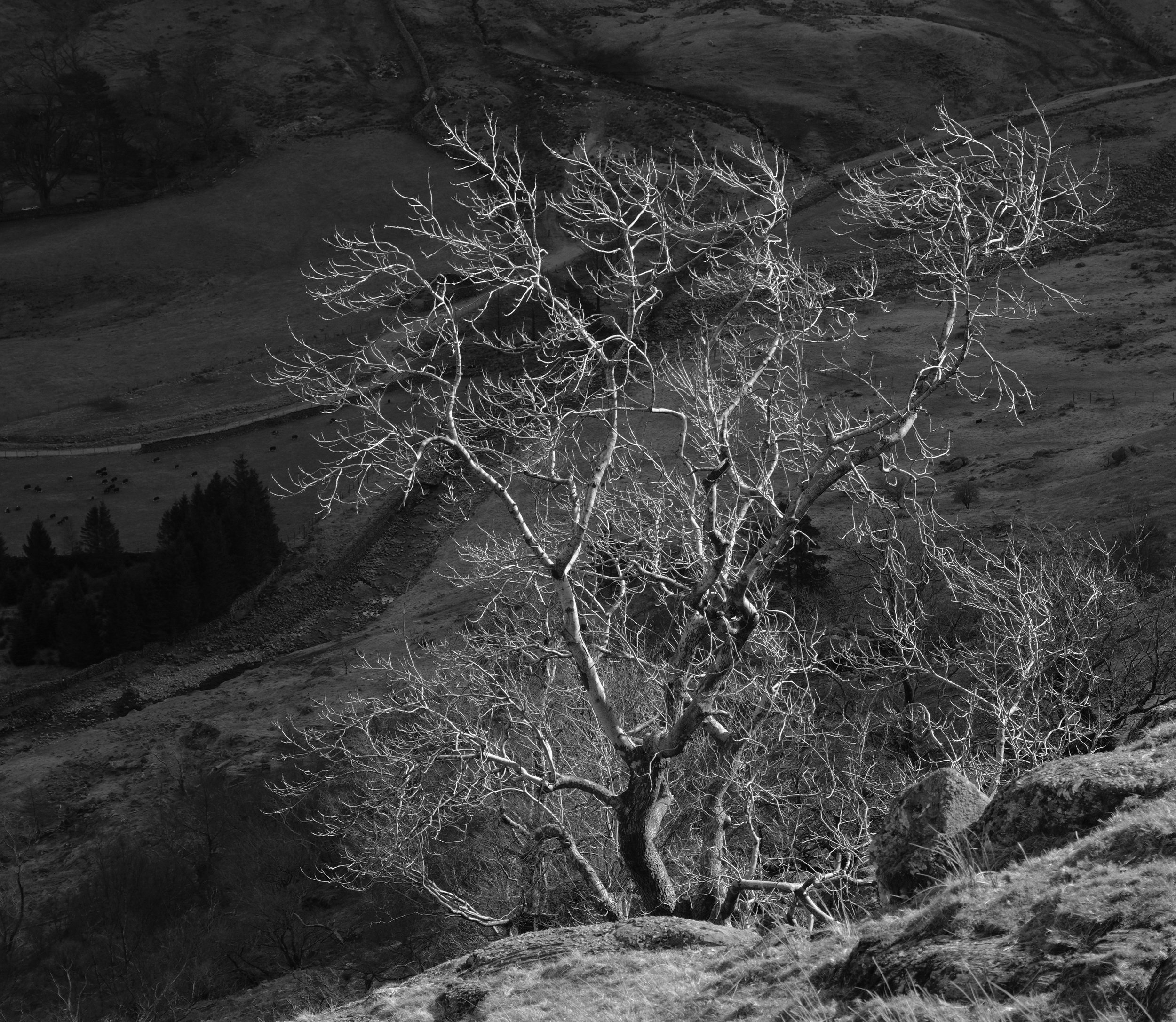 Lone_Tree_Seathwaite_Borrowdale_Lake_District_Will_Lake.jpeg