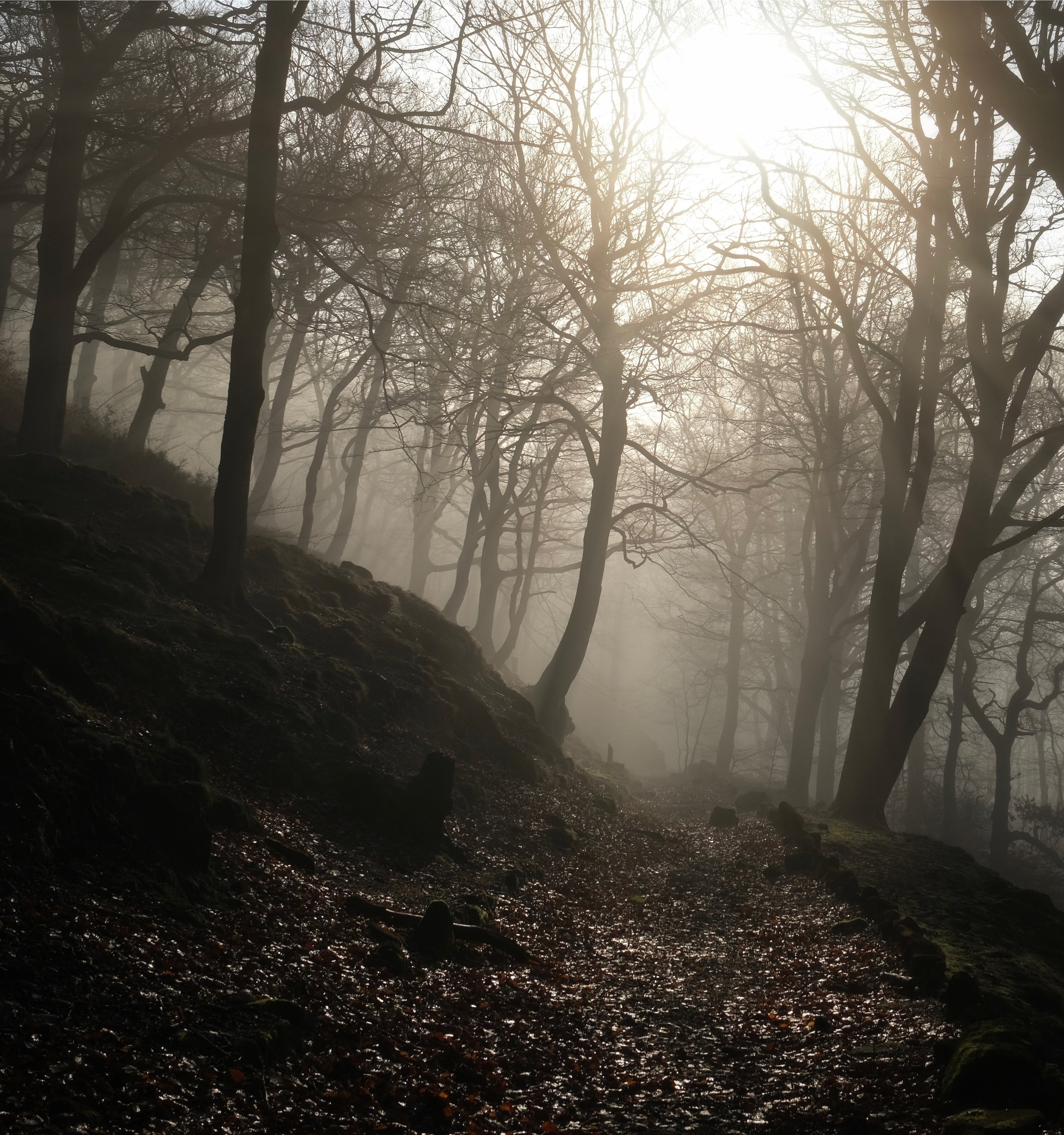 Eaves_Wood_Hebden_Bridge_Moody_Yorkshire_Landscape_Will_Lake.jpeg