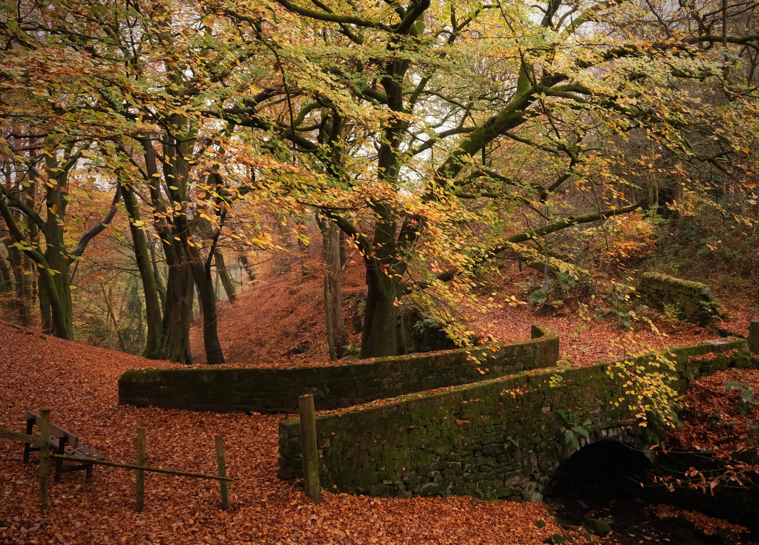 AutumnWoodland.jpeg
