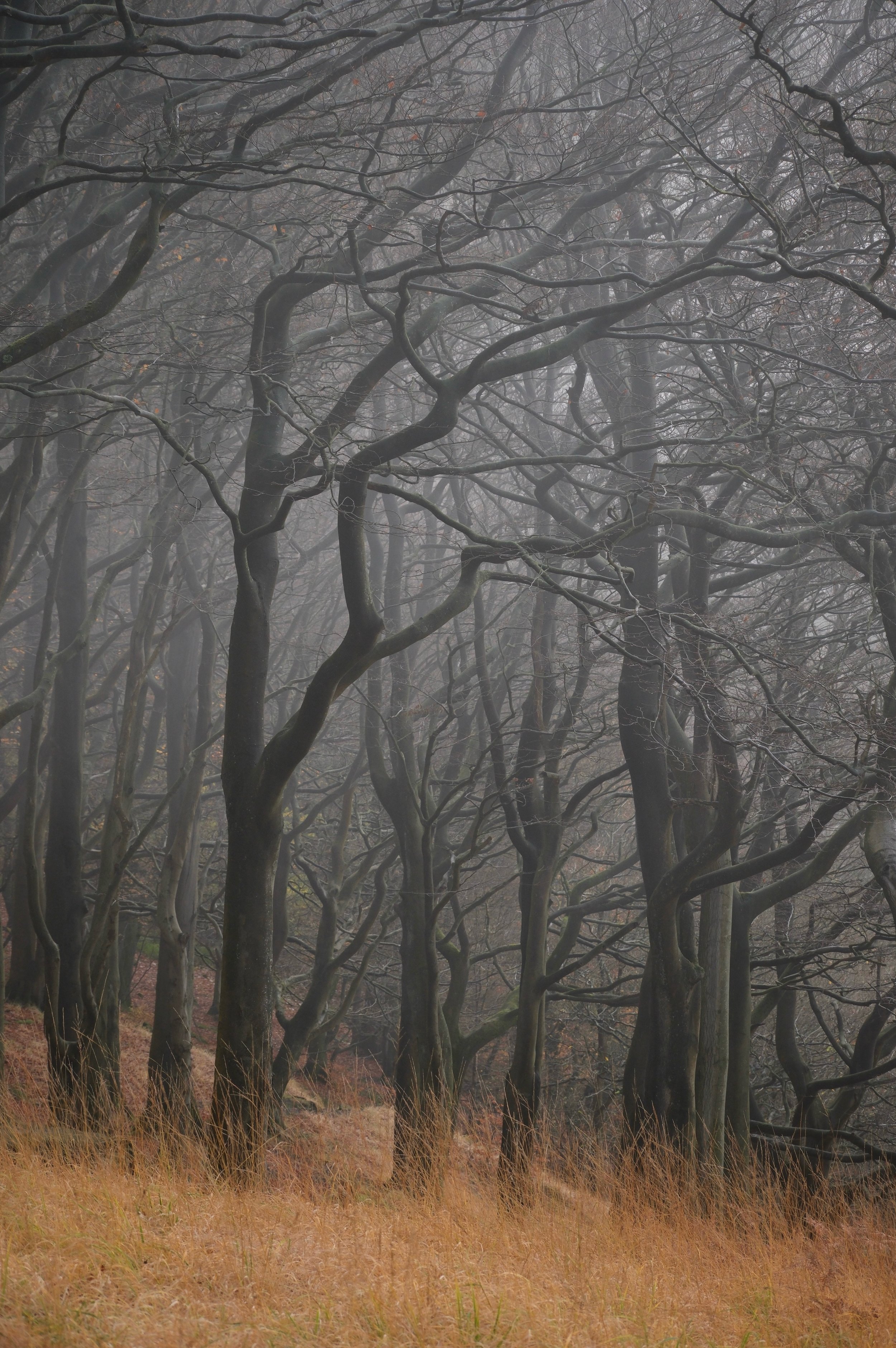 Mirkwood.jpeg