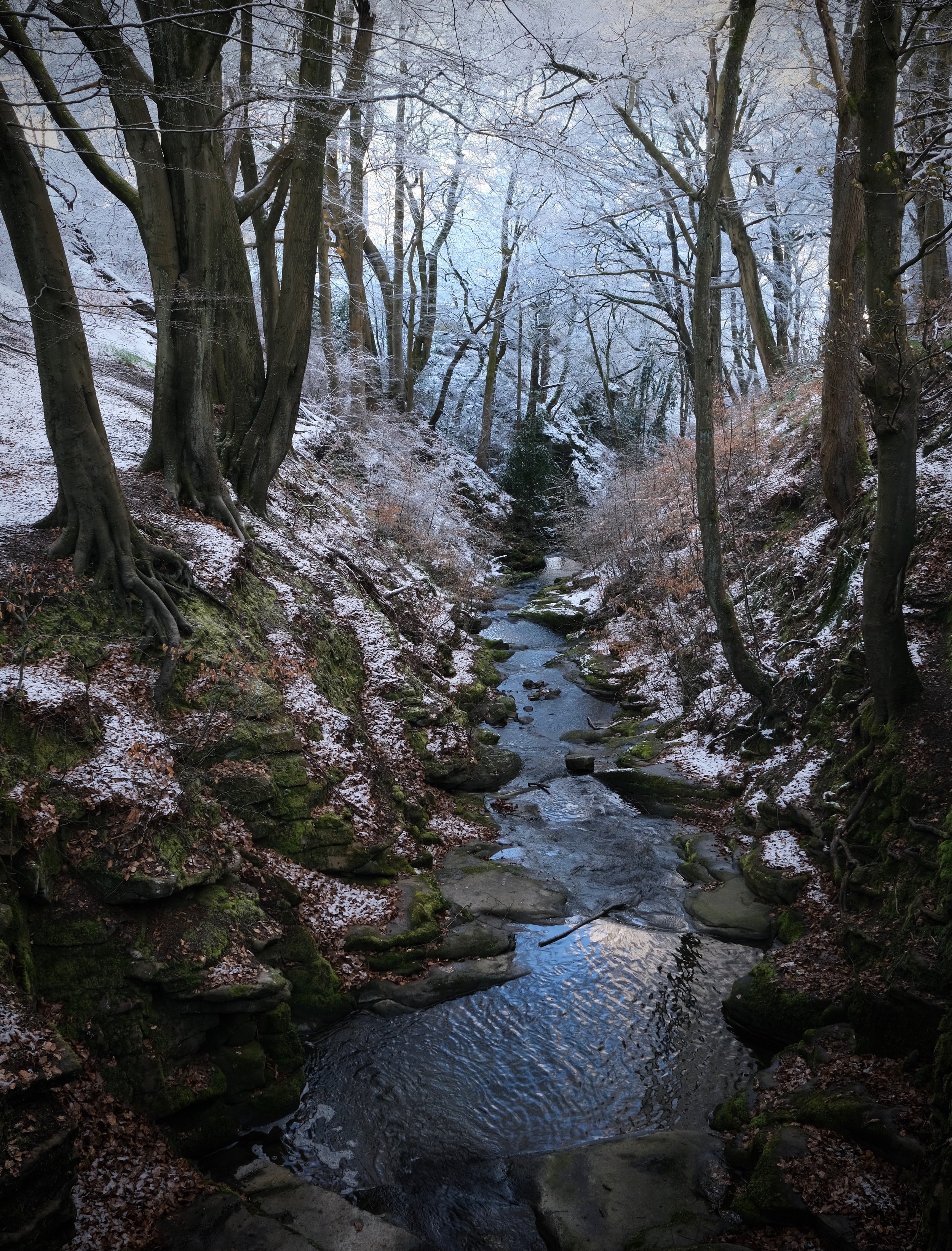 Wintry Nutclough Woods.jpeg