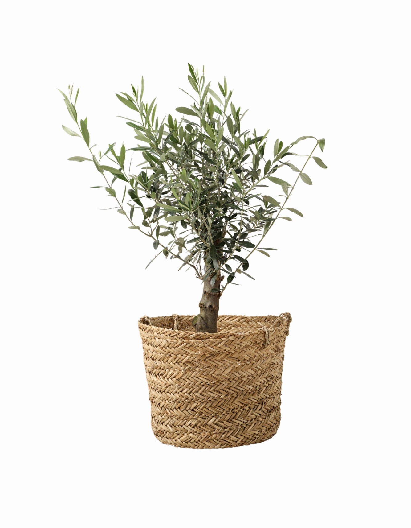 olive tree for upscale nursery or children's bedroom (Copy)