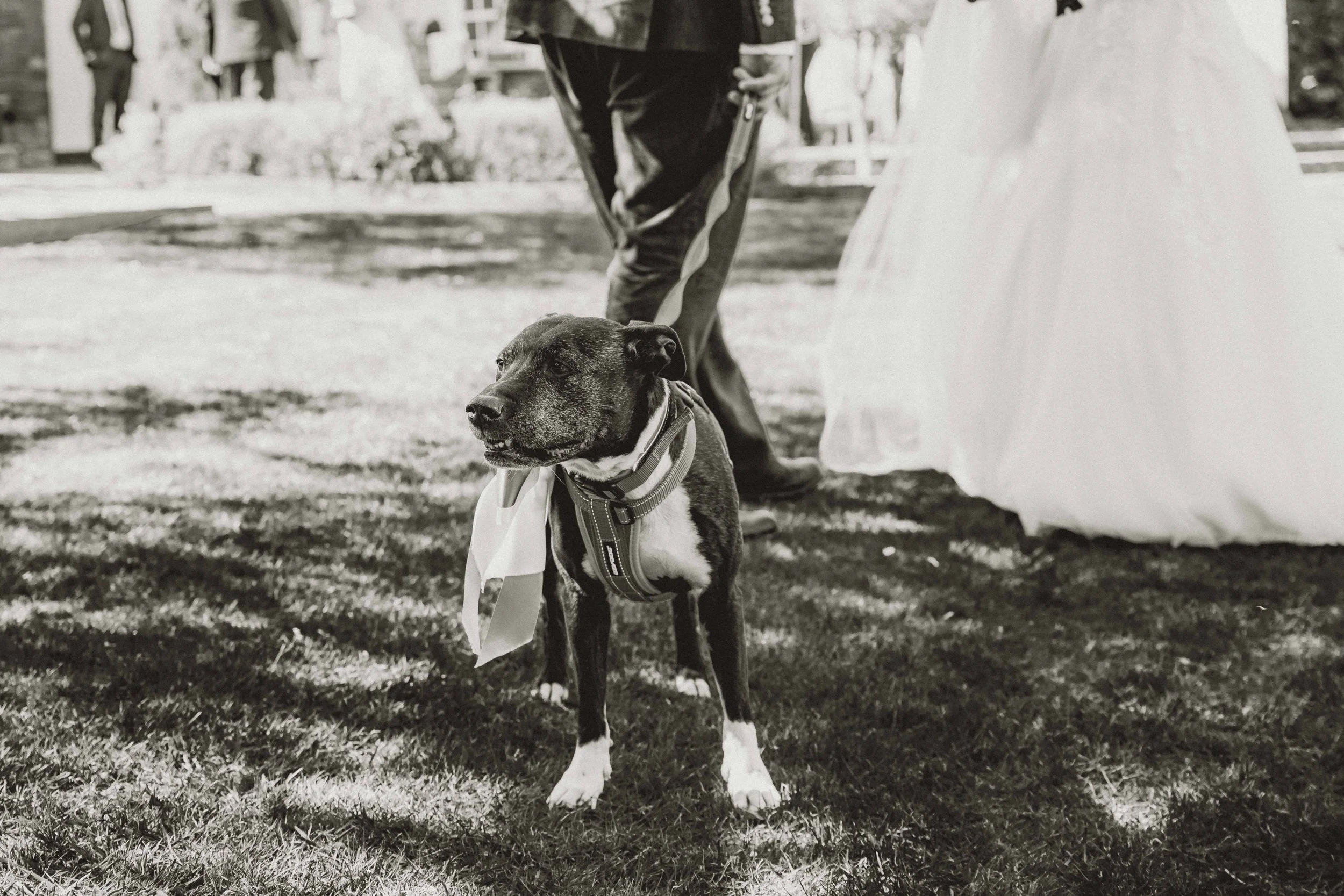 A dog, wearing a harness and a scarf, standing on grass at an outdoor event with people and tents in the background.