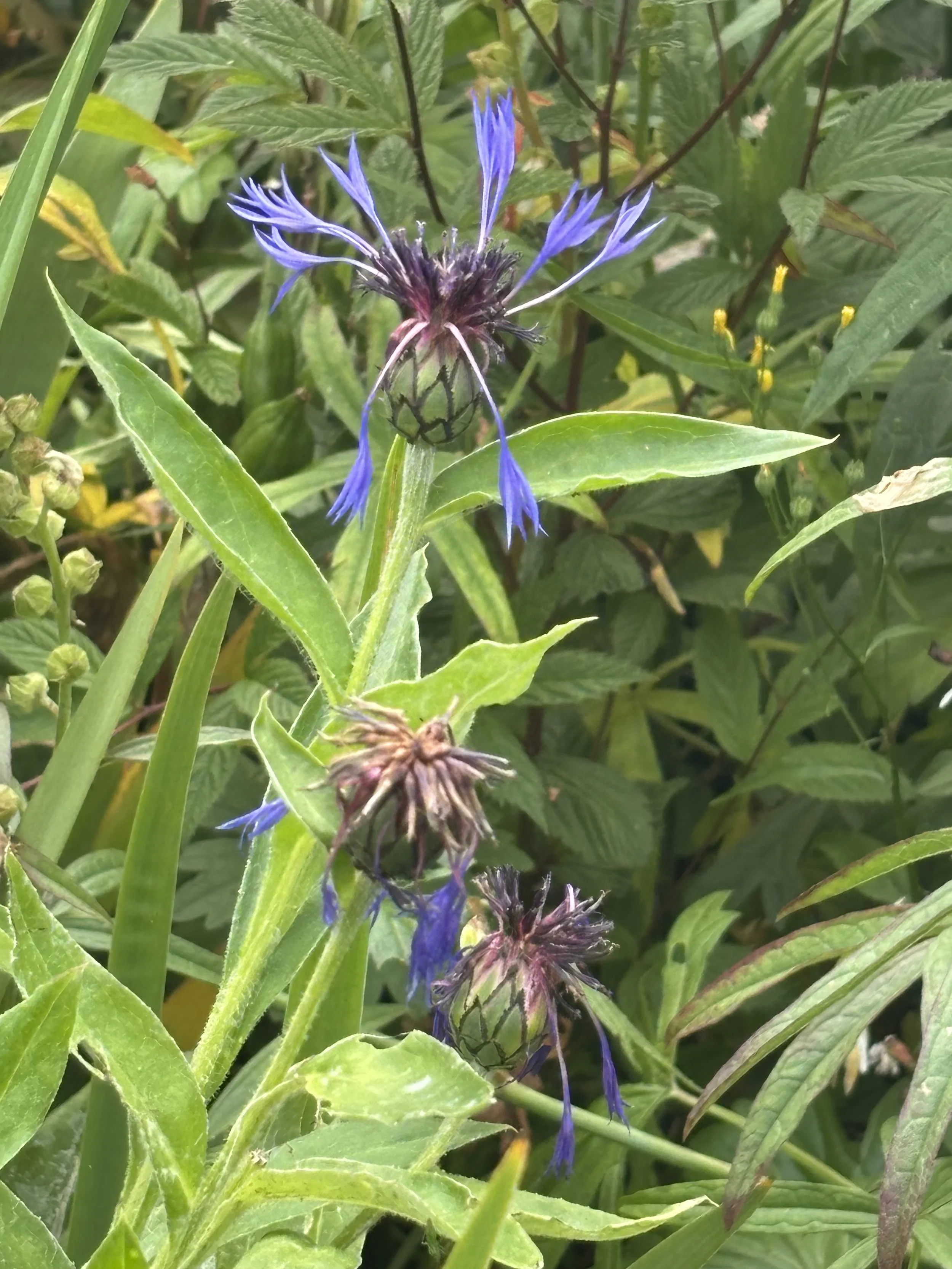 IMG_4073.jpeg