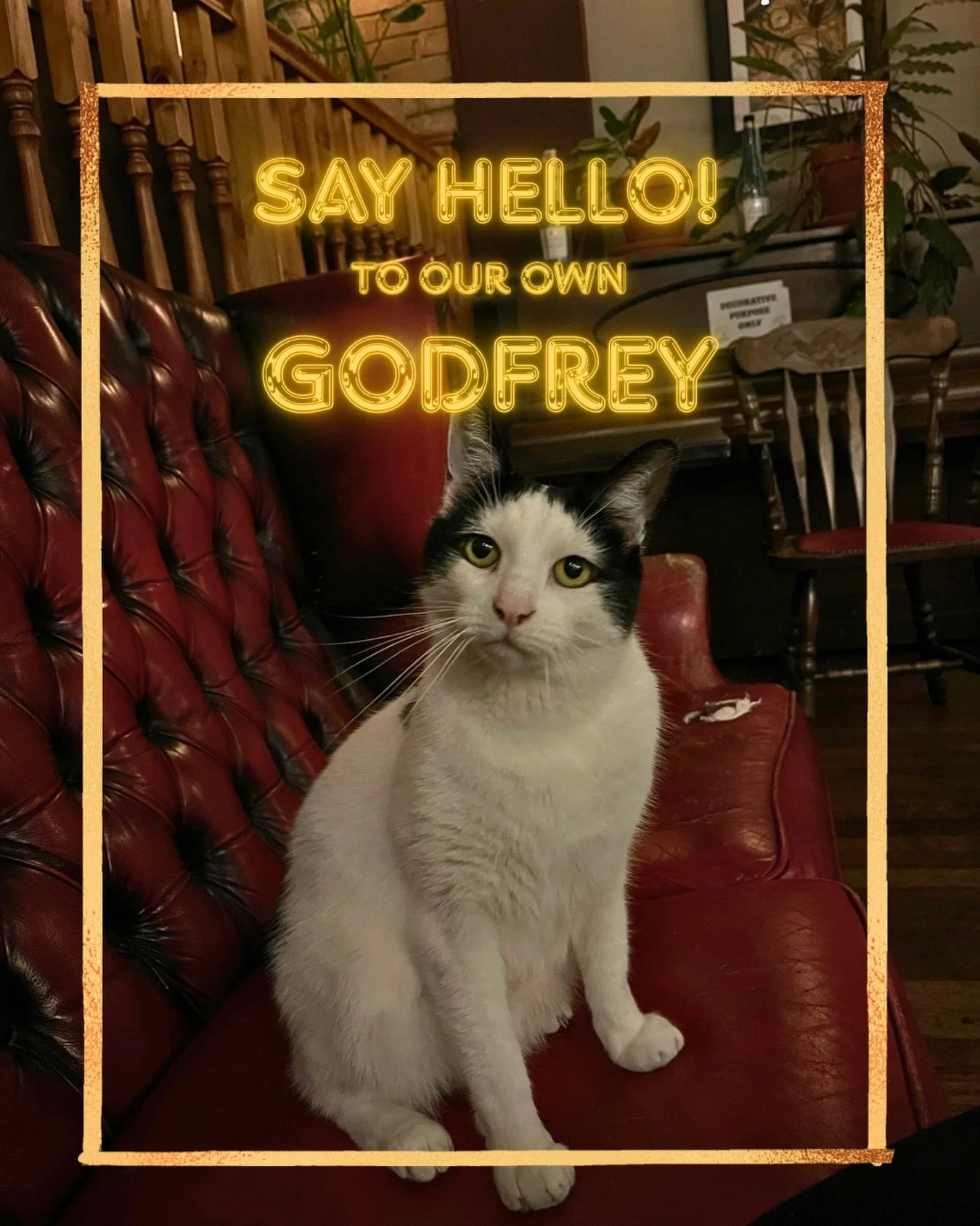 GODFREY! He is 1/2 of our dynamic duo! 🐈&zwj;⬛

He&rsquo;s been settling in nicely to our pub family! A crowd favourite Godfrey continues to bring life to our pub!

Come down and visit!

Check out our offers and deals on our website, link in bio 🔗
