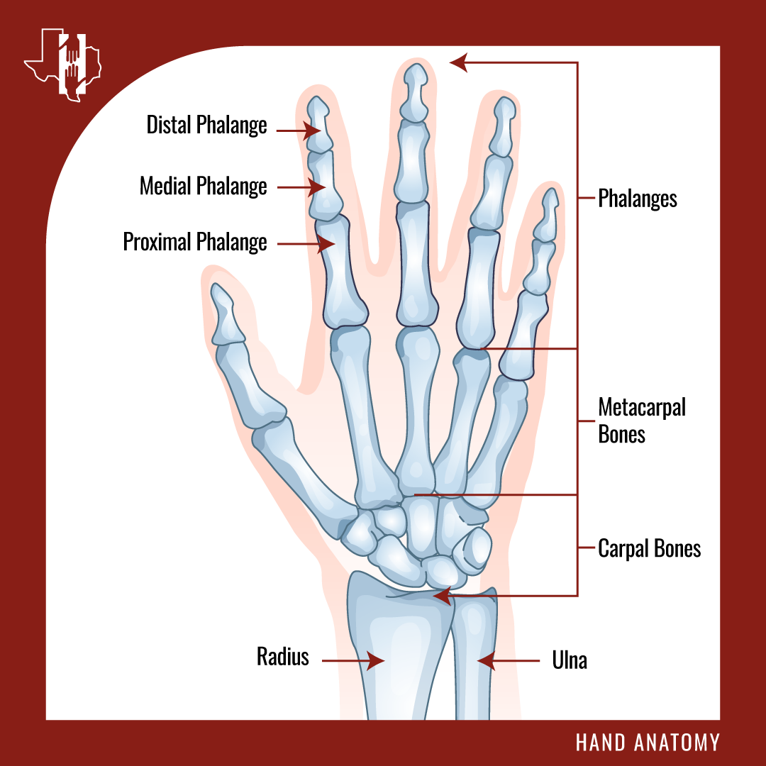 Root Hands Nerves Of The Hand Anatomy