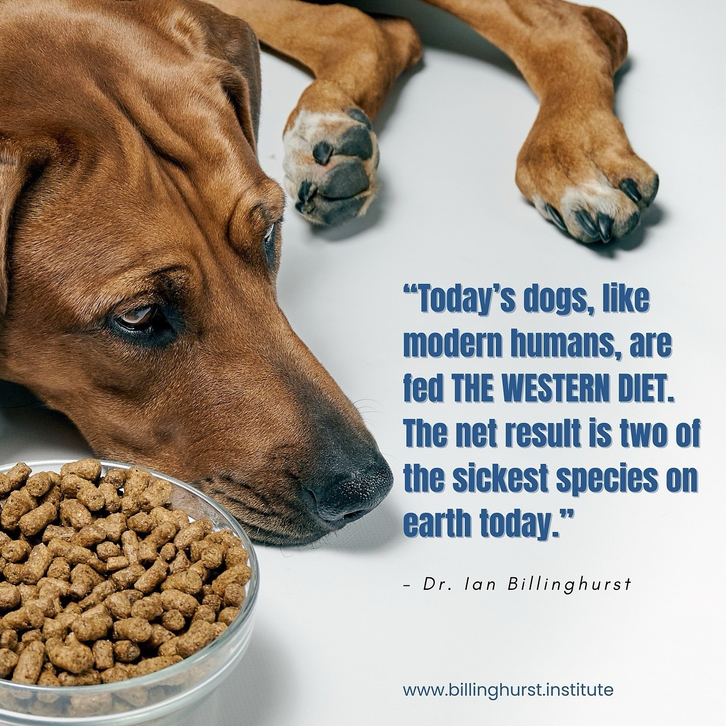Posted @withregram &bull; @billinghurstinstitute We can avoid this with real food. Visit ⁦www.billinghurst.institute⁩. Link in bio 🌟

Also, don&rsquo;t forget to follow us on Facebook @BillinghurstInstitute to stay connected. 🐾

#rawpetfood #rawfee