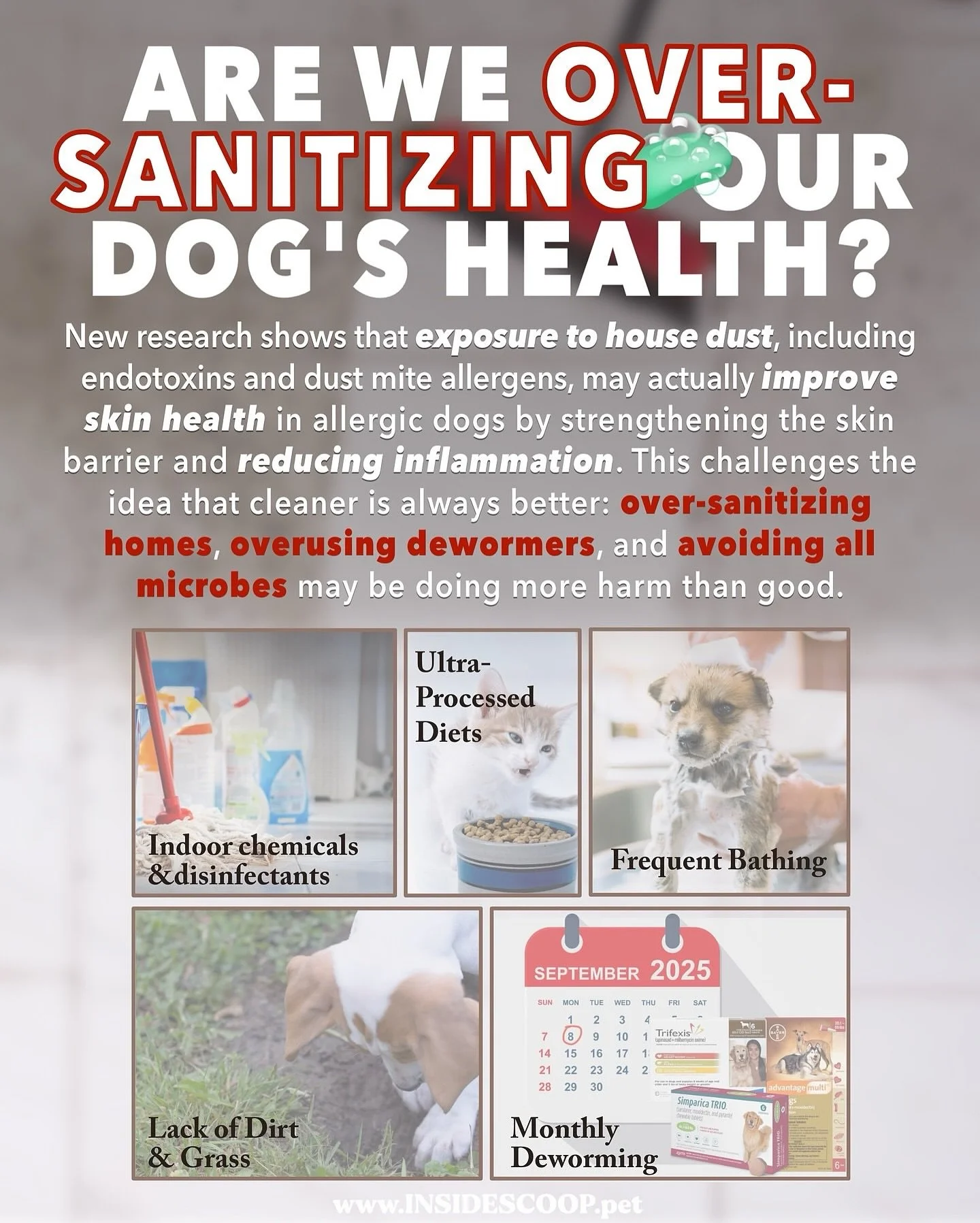 Posted @withregram &bull; @drkarenbecker Are we over-sanitizing our dogs into allergies? 🧼🐶

Modern pet care might be too clean for comfort. A new study suggests over-sanitizing could be stripping dogs of the microbial exposure their immune systems