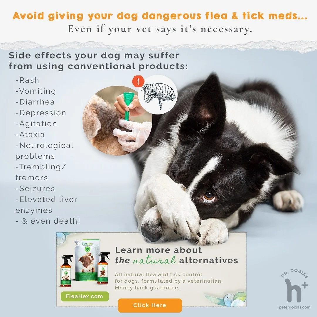 Posted @withregram &bull; @drpeterdobias Please don&rsquo;t give your dog toxic flea products. I give you my personal guarantee that FleaHex will work for your dog or you&rsquo;ll get your money back.

Comment FLEAS to learn more

#flea #tick #natura