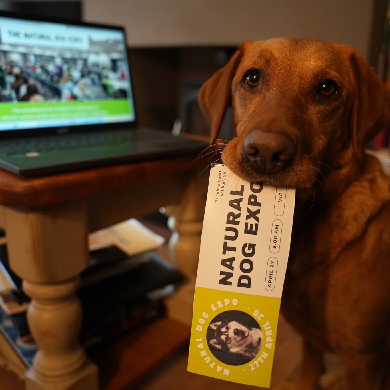 Get @reshare_app &bull; @naturaldogexpo 💚 🐾 💚
Tickets Go Live on Friday!
Oct 24th at 1pm.

🐾 A Purchase Link will be sent to our mailing list on the day, at that time.
🐾 The Purchase Link will be available only to  those signed up to our newslet