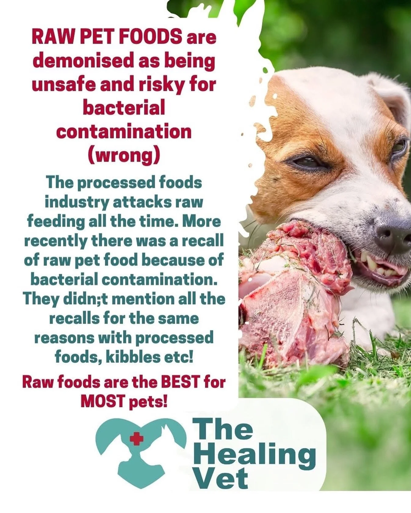Get @reshare_app &bull; @the_healing_vet I have seen vets frothing at the mouth on forums lately, screaming the house down about raw pet foods being recalled for bacterial contamination with salmonella. 

Telling the world that it&rsquo;s dangerous t