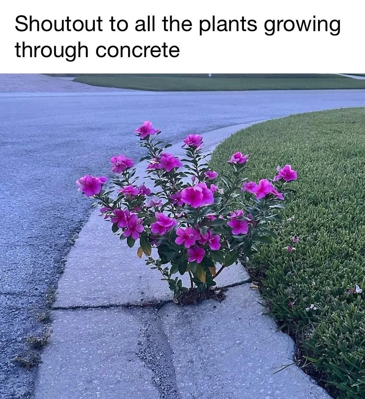 Get @reshare_app &bull; @jerryscience Plants growing through concrete are a prime example of biological tenacity and the adaptability of nature. Through a process known as mechanical weathering, plant roots exert pressure on the concrete, exploiting 