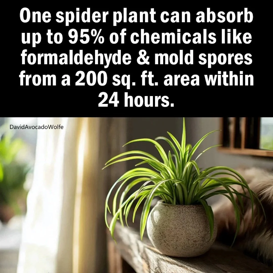 Get @reshare_app &bull; @davidavocadowolfe