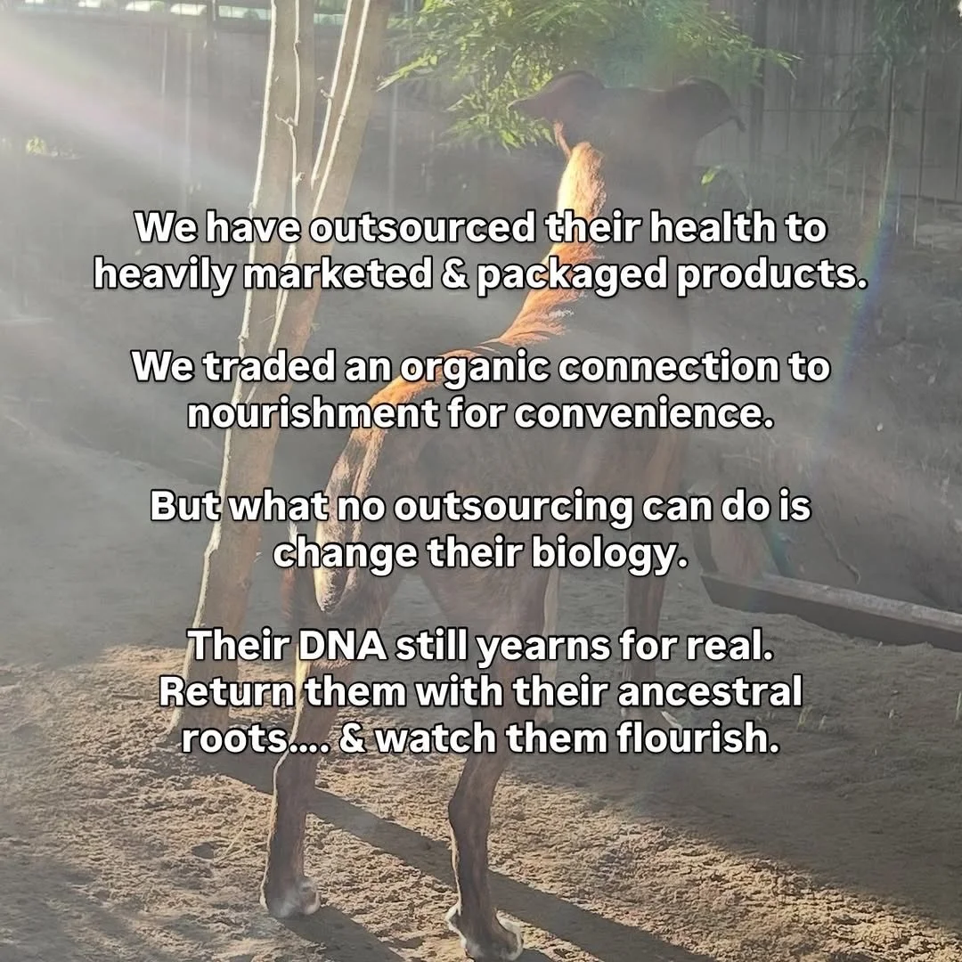 Get @reshare_app &bull; @rawpetsrule Reconnecting 💫
.
.
#ancestraldiet #feedtothrive #realfooding #caninenutrition #natureknowsbest #rawfeedinginspo #feedthewaynatureintended #biologyislife #leavethetoxicbehind #realfoodoverprocessedfood #nokibblezo