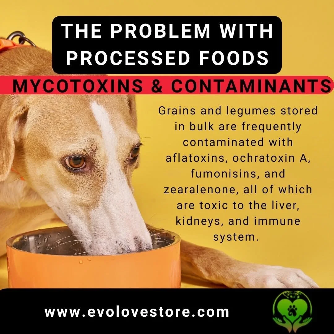 Get @reshare_app &bull; @drmarlenesiegel Stored grains and legumes often harbor toxins that damage the liver, kidneys, and immune system. Keep your pets safe with high-quality ingredients 👉 www.evolovestore.com

 #CleanEatingPets #ToxinFree #Mycotox