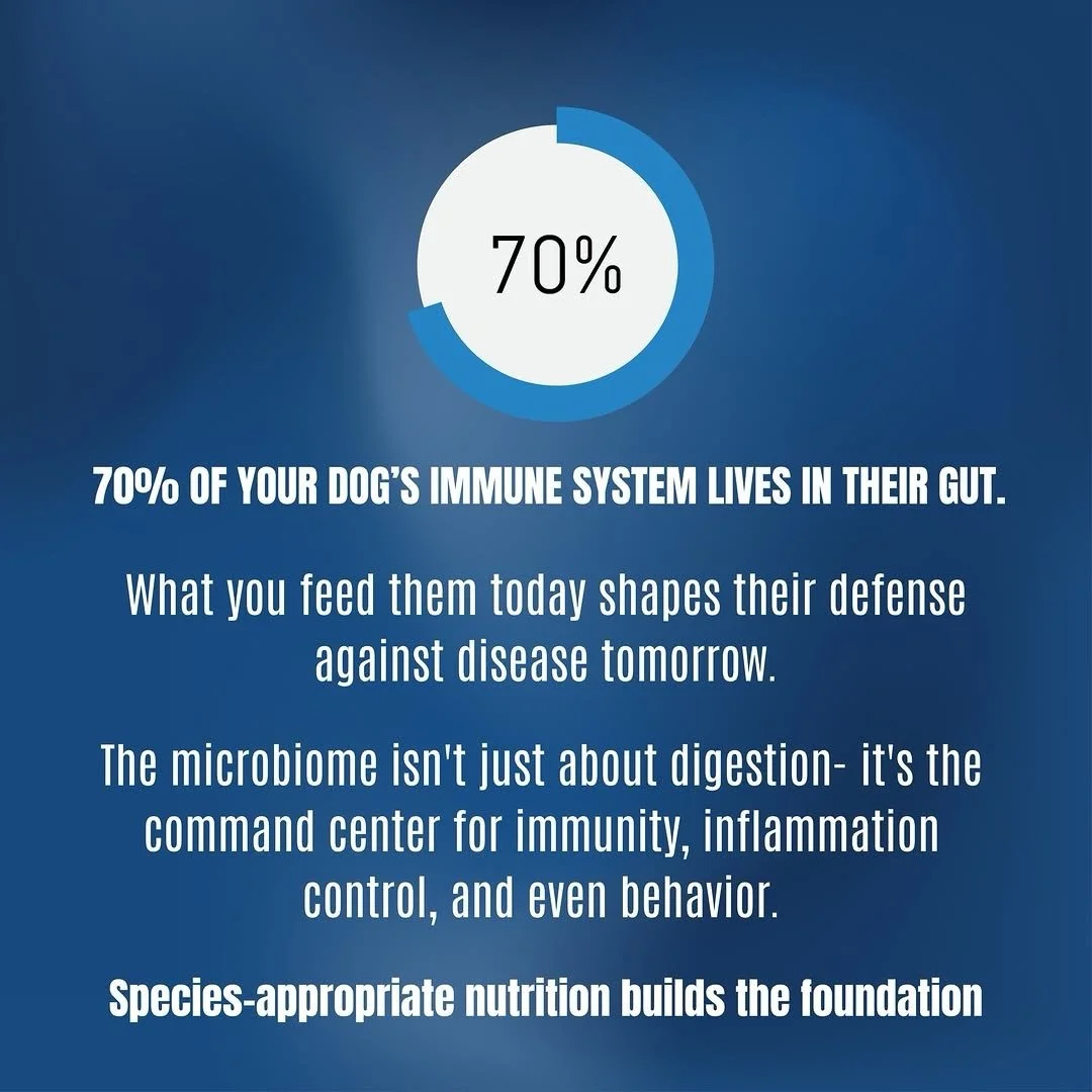 Get @reshare_app &bull; @billinghurstinstitute A strong immune system starts from the inside out. 🐾

When your dog&rsquo;s gut is nourished with real, species-appropriate nutrition, you&rsquo;re not just feeding them &mdash; you&rsquo;re building lo