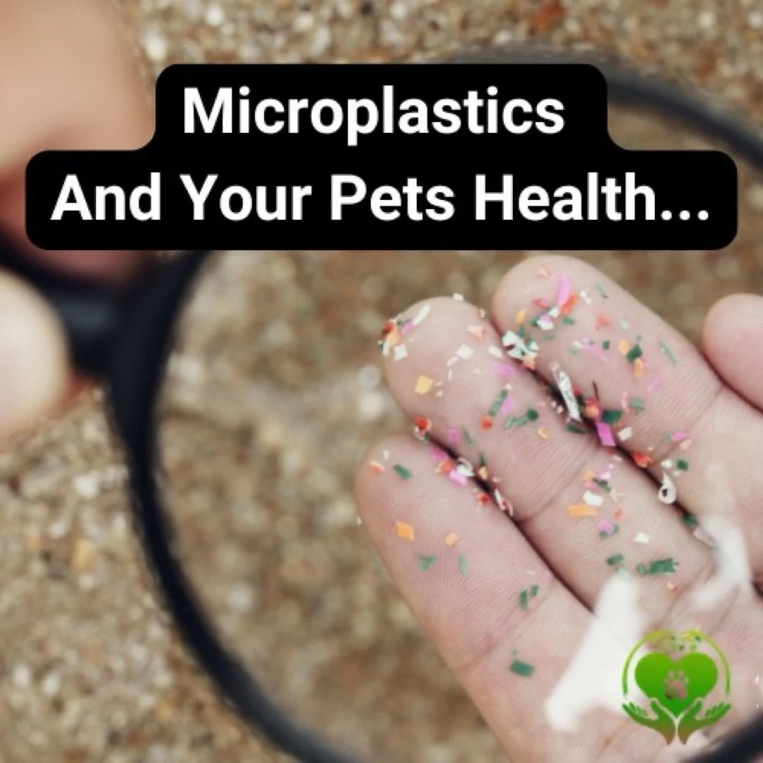 Get @reshare_app &bull; @drmarlenesiegel Microplastics: The Hidden Toxin in Our Pets&rsquo; Bodies

Microplastics enter the body through inhalation, food, water, and household items and why they accumulate in organs, disrupt the epithelial barrier, a