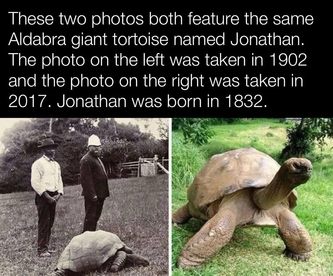 Get @reshare_app &bull; @historyinmemes Jonathan, an Aldabra giant tortoise, hatched around 1832 and was brought to Saint Helena in 1882 as a gift to the island&rsquo;s governor. Already fully grown, he likely lived through the reigns of dozens of mo