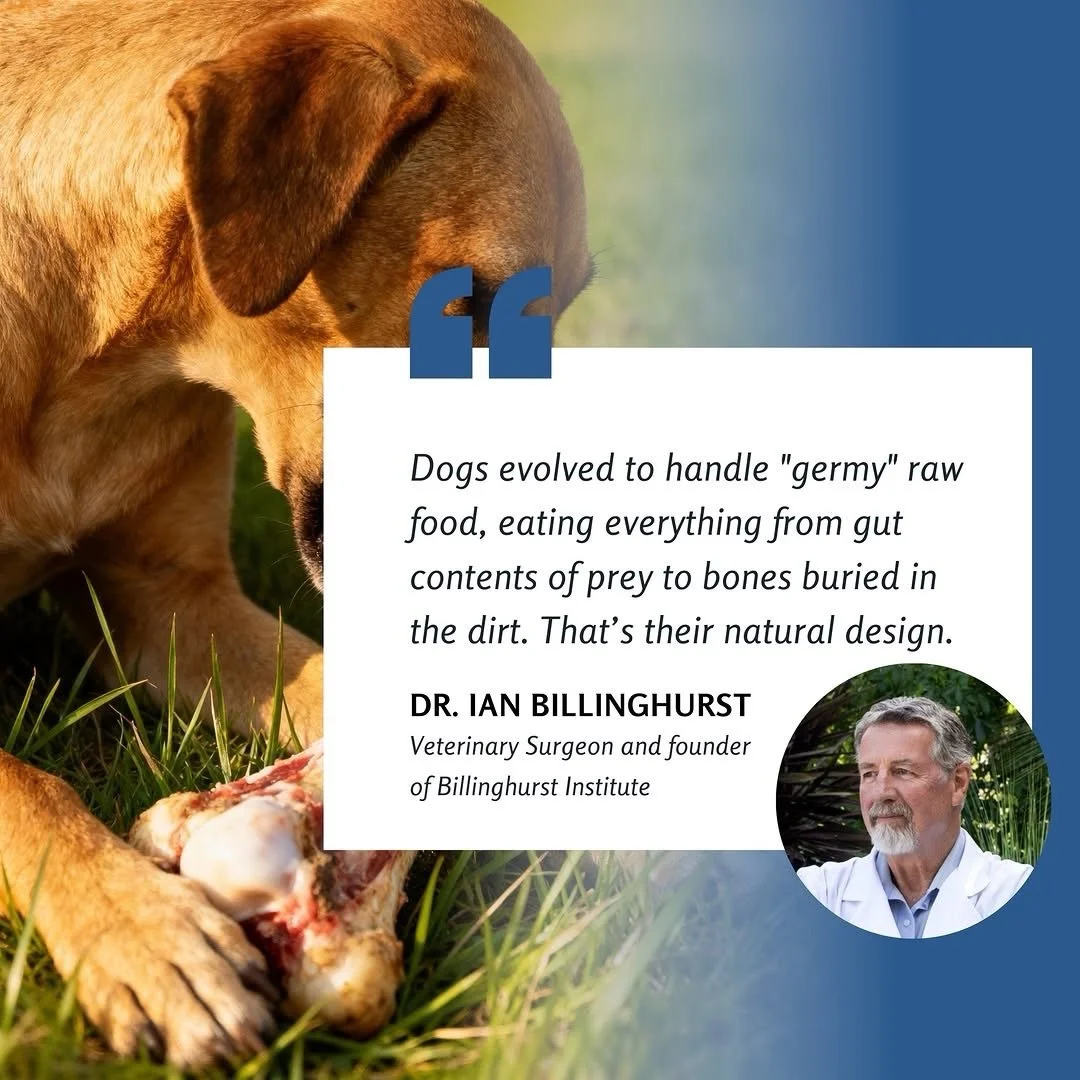Get @reshare_app &bull; @billinghurstinstitute &ldquo;Dogs evolved to handle &ldquo;germy&rdquo; raw food, eating everything from gut contents of prey to bones buried in the dirt. That&rsquo;s their natural design.&rdquo; - Dr. Ian Billinghurst

Lear
