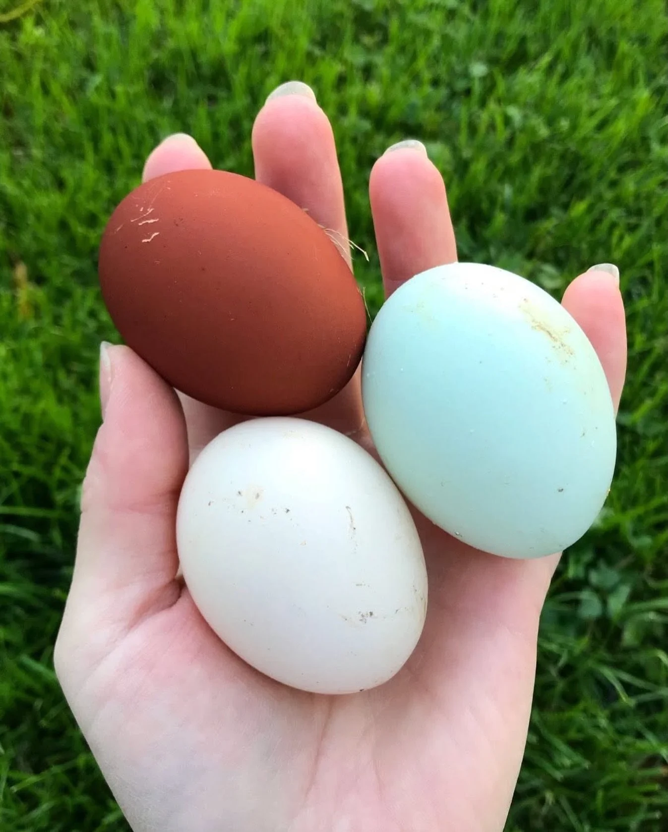 Get @reshare_app &bull; @vermxuk For laying hens, daylight plays a crucial role in regulating the hormones responsible for egg production, so a seasonal drop in production is a natural biological response rather than a cause for concern. 🥚🐓

During