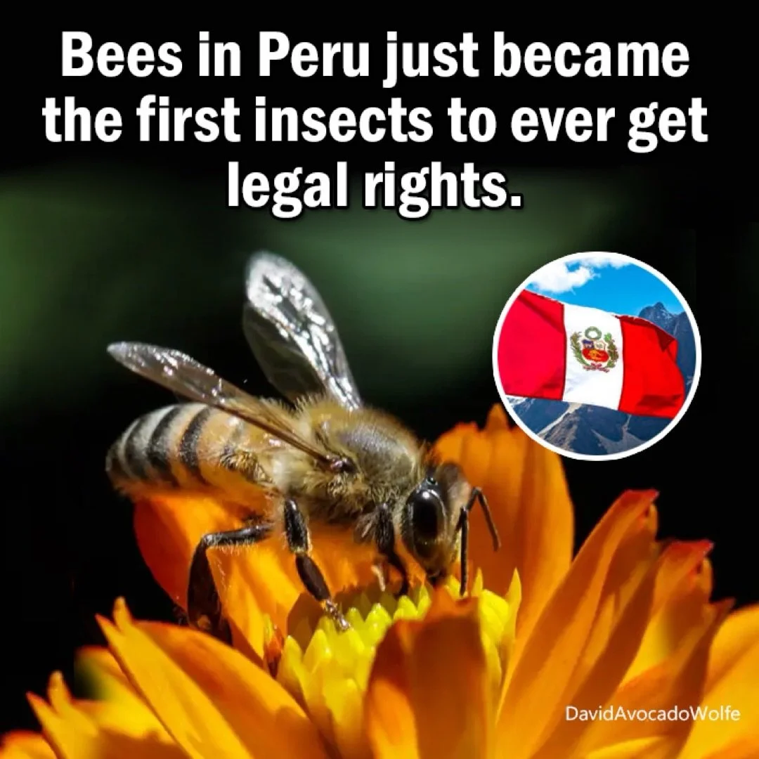 Get @reshare_app &bull; @davidavocadowolfe