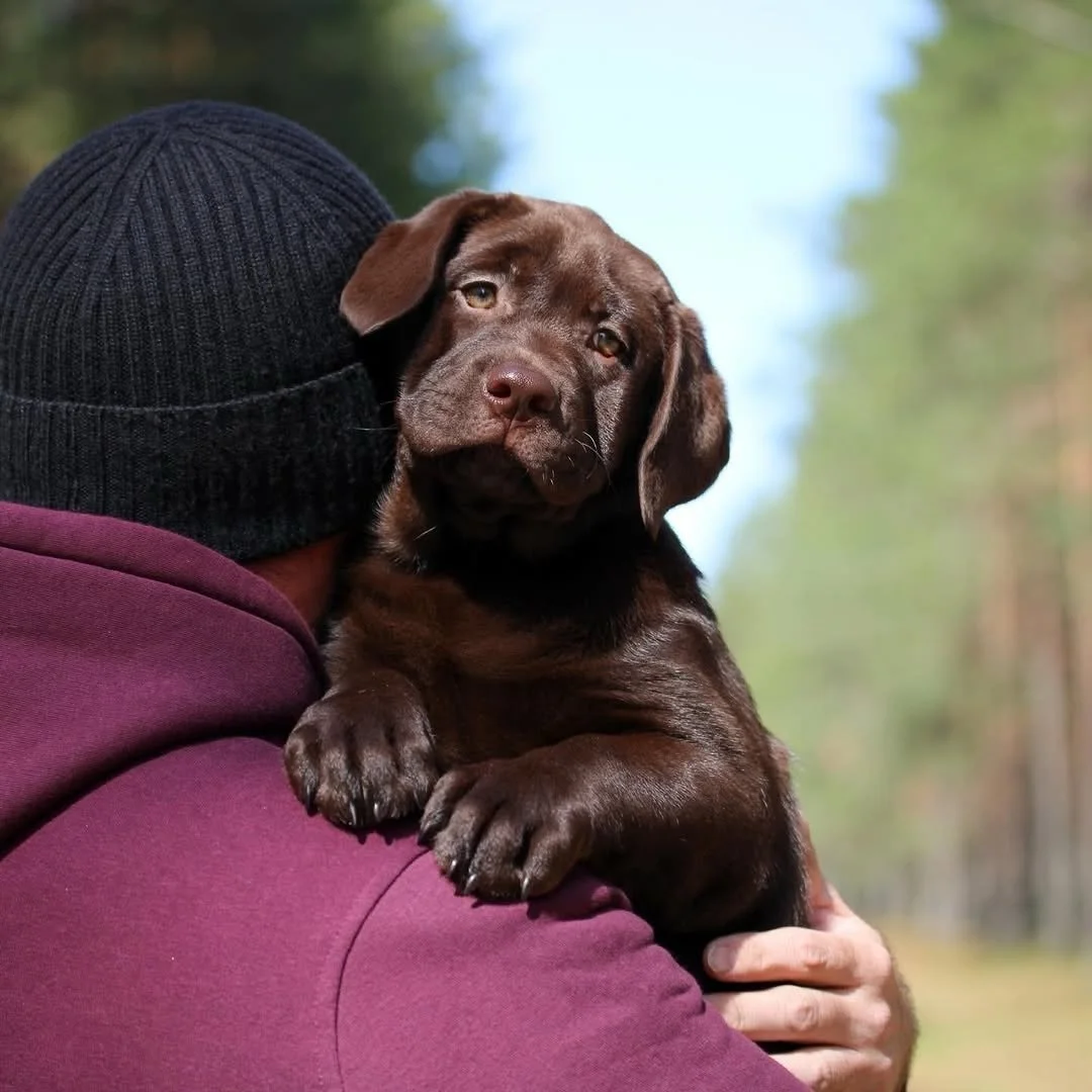 Get @reshare_app &bull; @vermxuk Join holistic veterinarian Dr Nick Thompson next Thursday on Facebook for a talk on supporting your puppy&rsquo;s health during the crucial first six months of life.

Discover natural, holistic ways to encourage healt