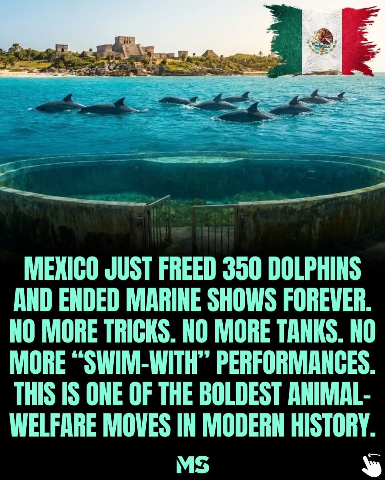 Get @reshare_app &bull; @millionairessteps History doesn&rsquo;t always arrive loudly.

Sometimes it passes quietly through a senate vote.

Mexico didn&rsquo;t regulate dolphin shows.
It ended them.

350 dolphins will leave tanks behind.

An entire i