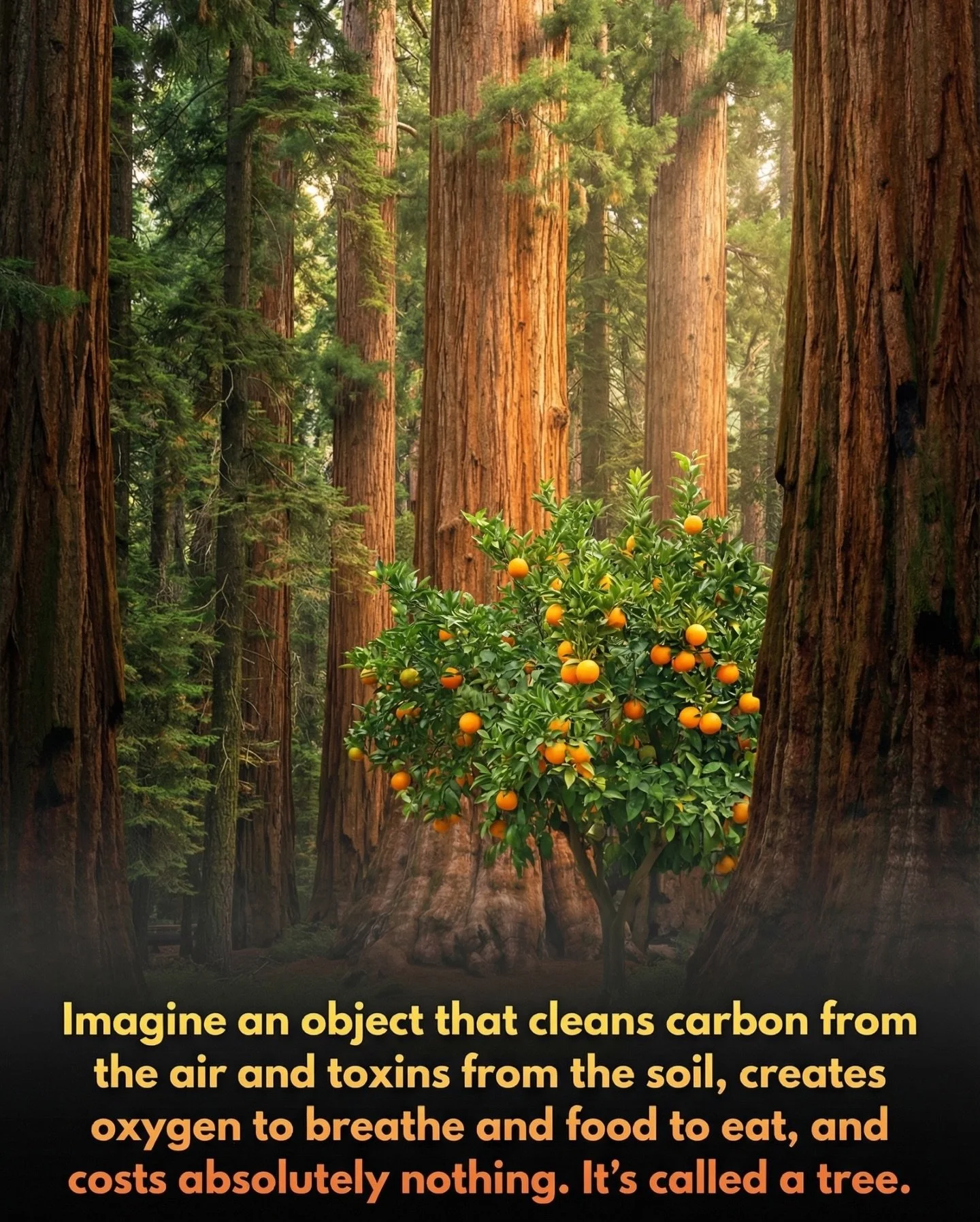 Get @reshare_app &bull; @hashem.alghaili Only once every tree is gone will people realize that they can&rsquo;t breathe money&hellip;.

Beyond providing shade and oxygen, trees maintain a complex social network and protective defenses that make them 