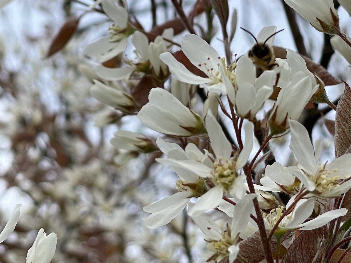 De witte bloesems van het krentenboompje