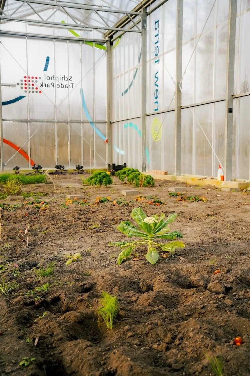 Een kijkje in de kas op kantoor met jonge planten
