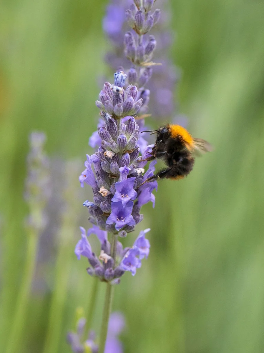 Bijtje op lavendel