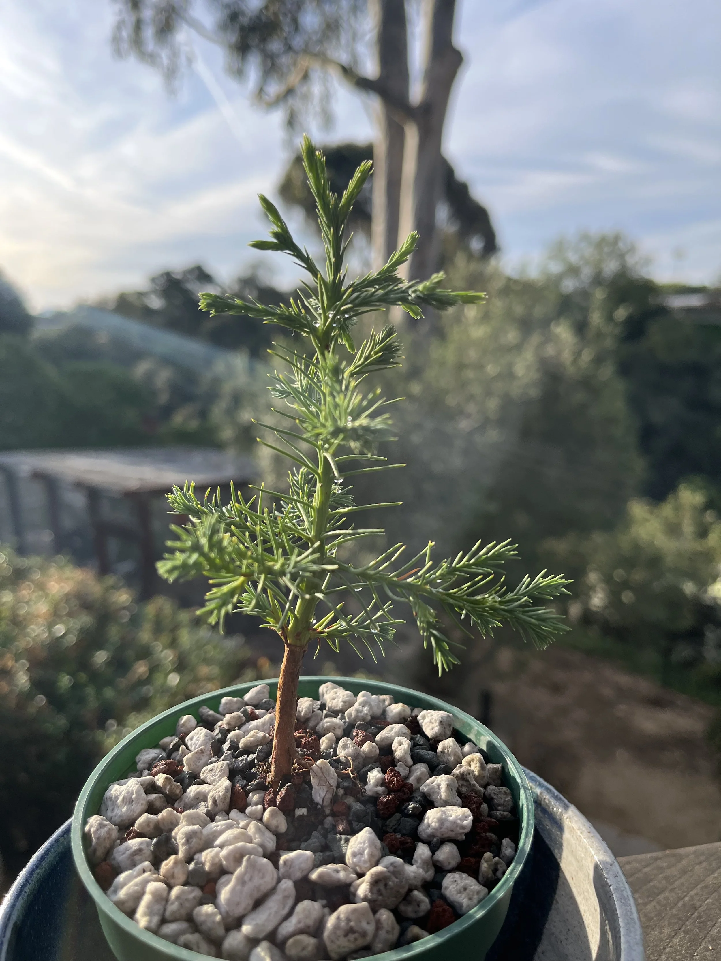 Hope as a Frequency of Transformation