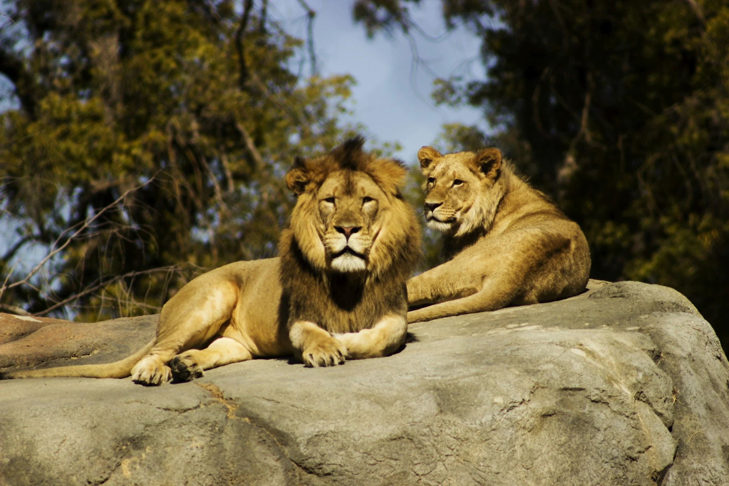 Both King and Queen