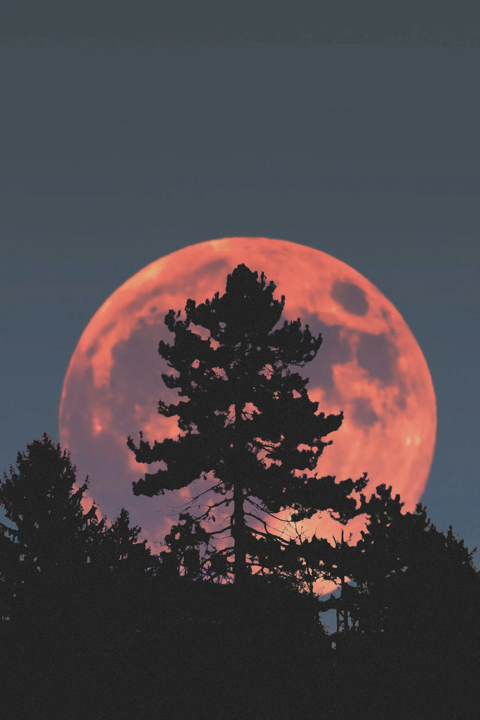Strawberry Moon